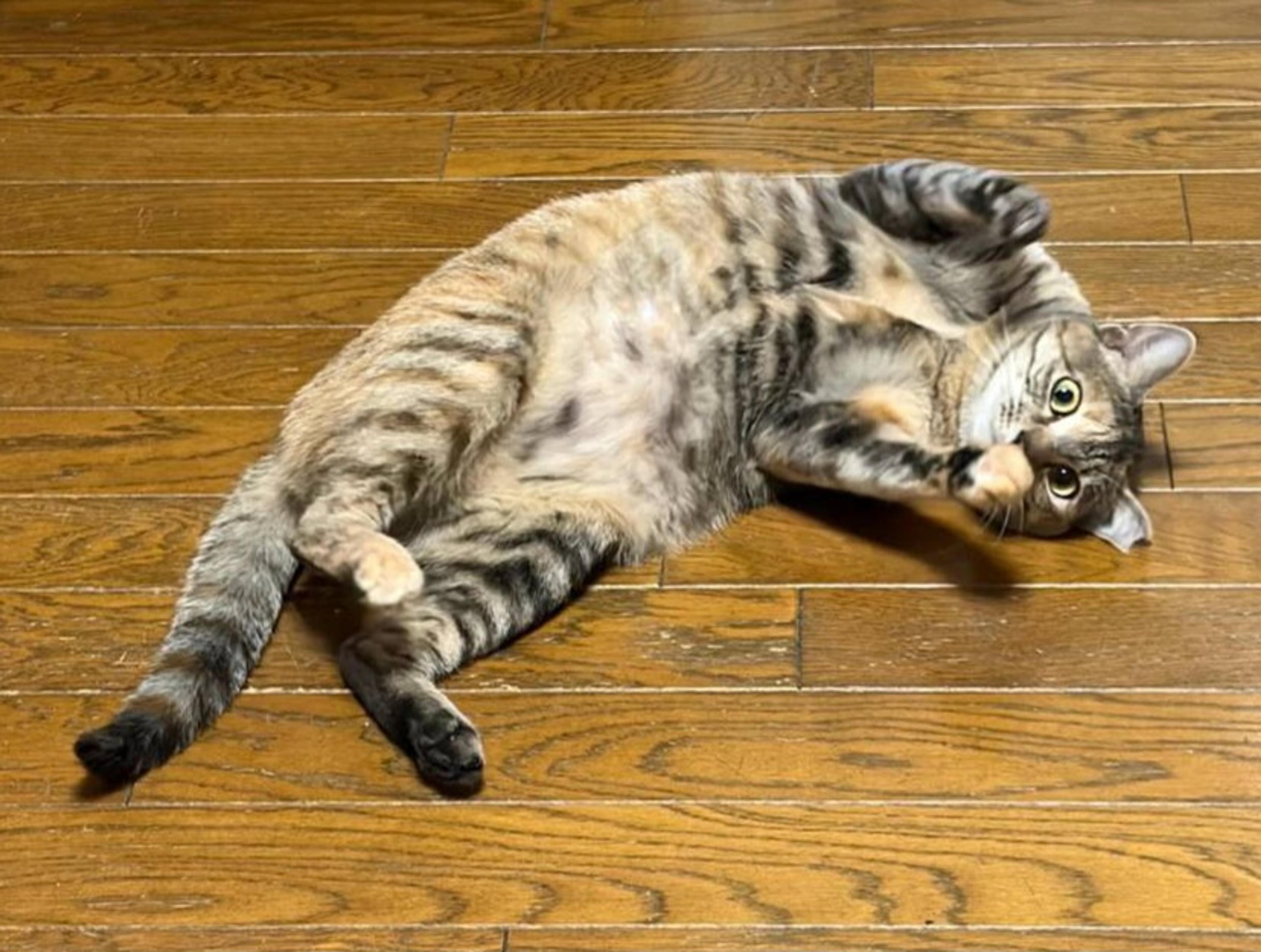 pet-image-3