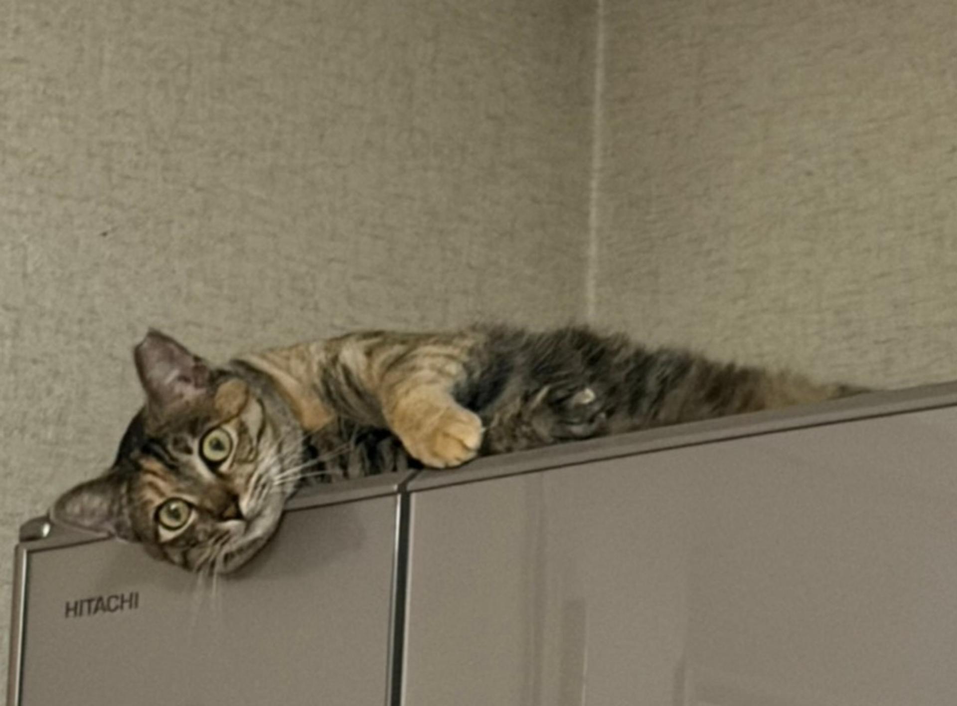 pet-image-4