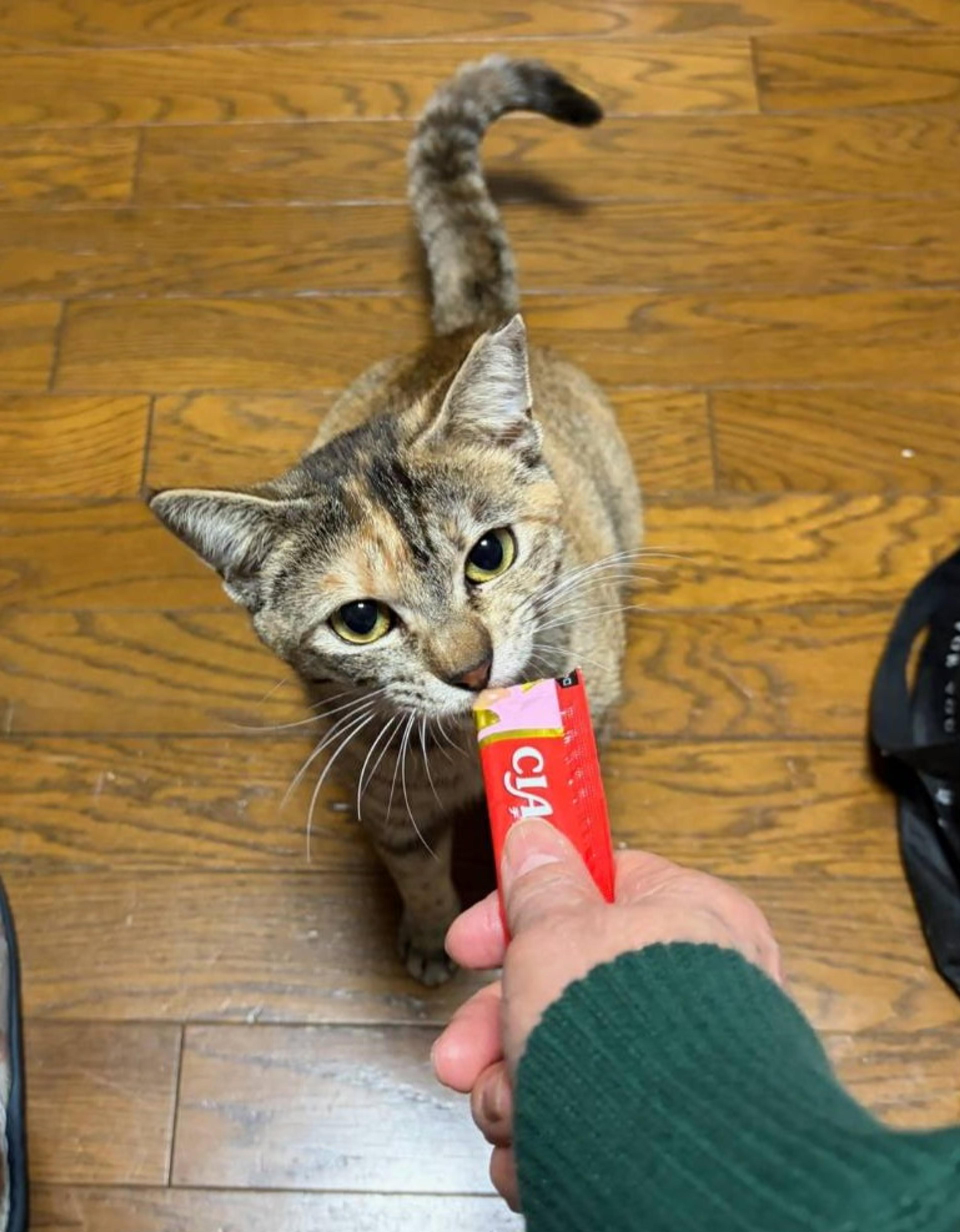pet-image-6