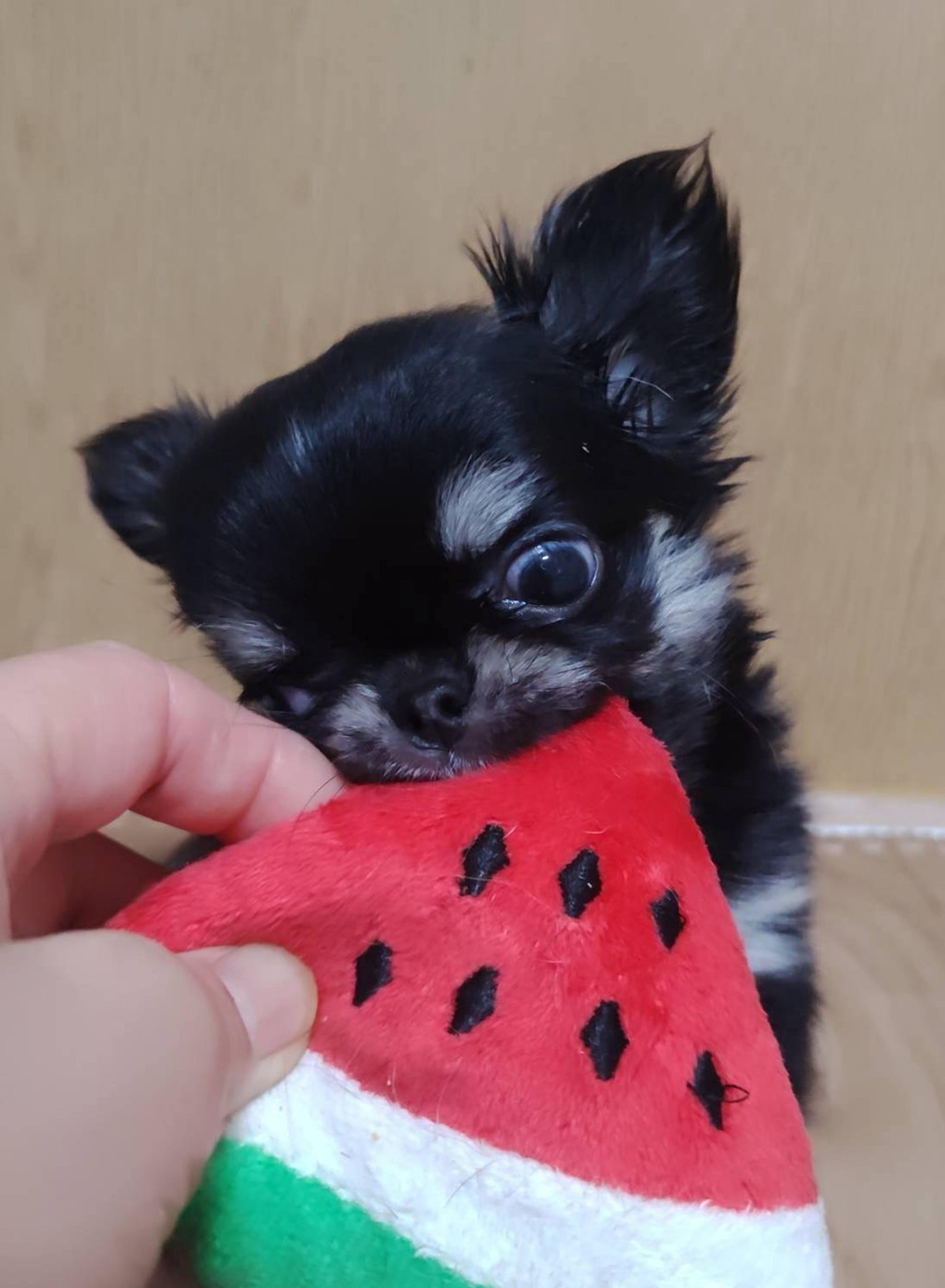 pet-image-3