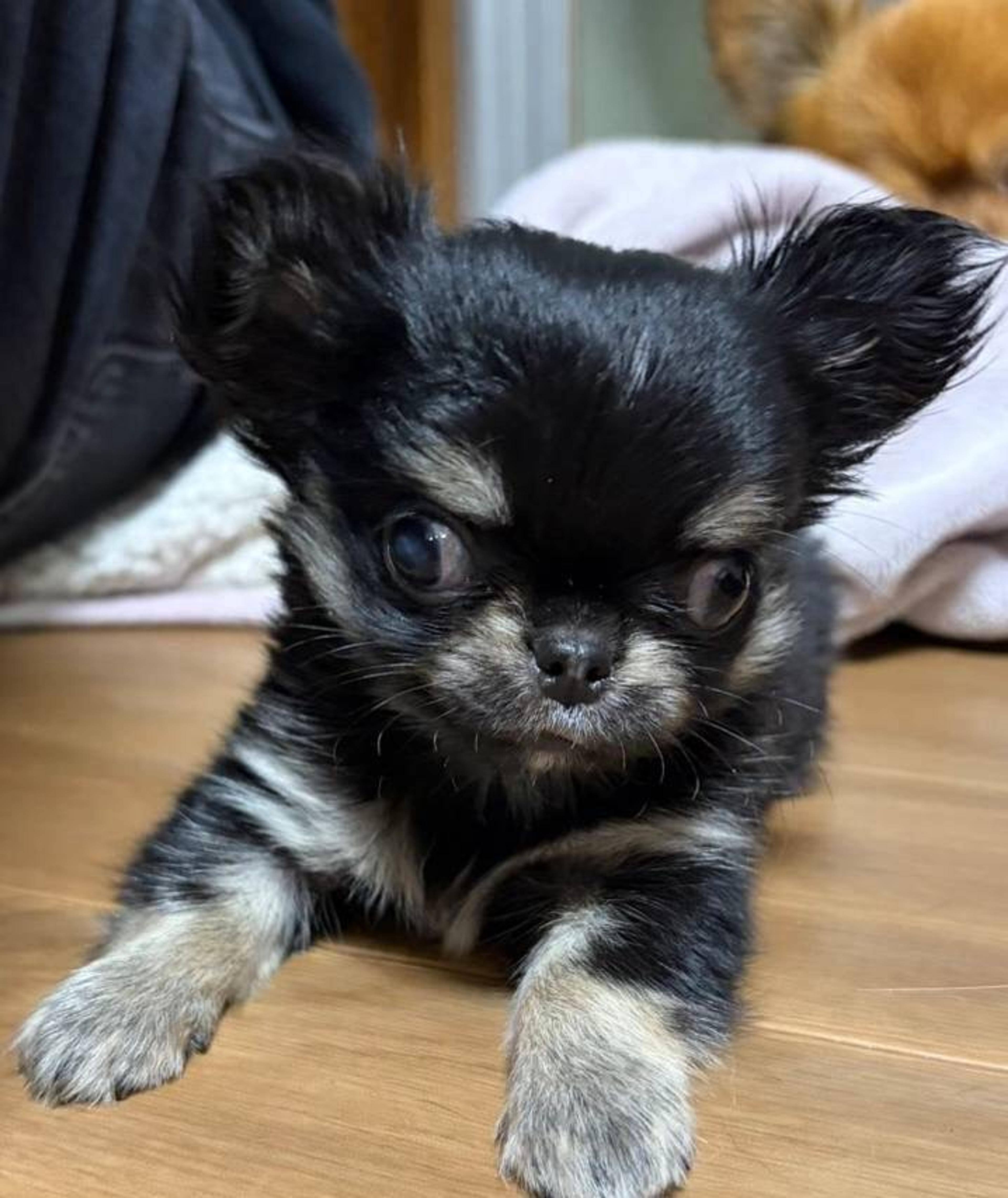 pet-image-4