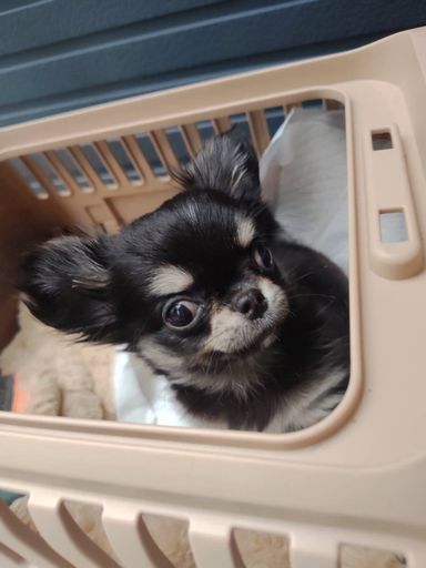 ちまの写真