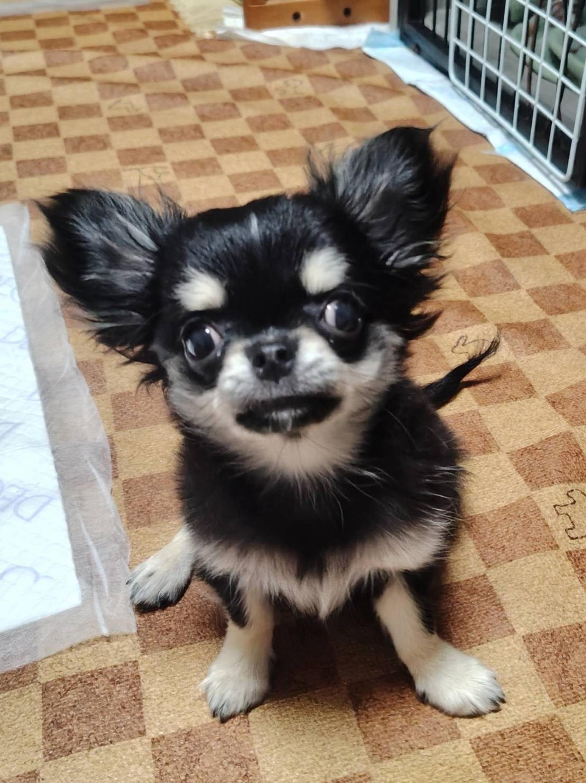 pet-image-5