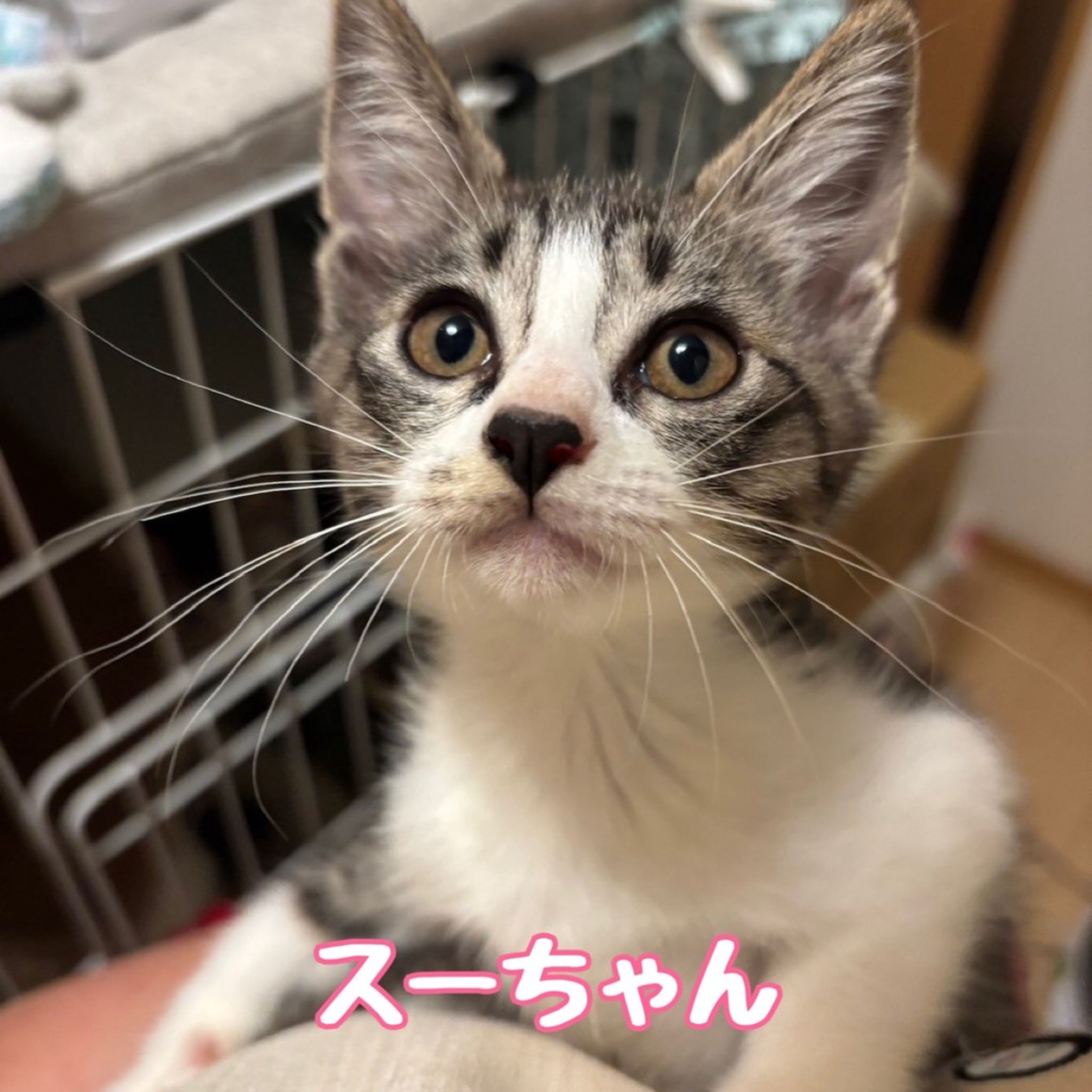 雑種（ミックス猫）・メスの里親募集の写真