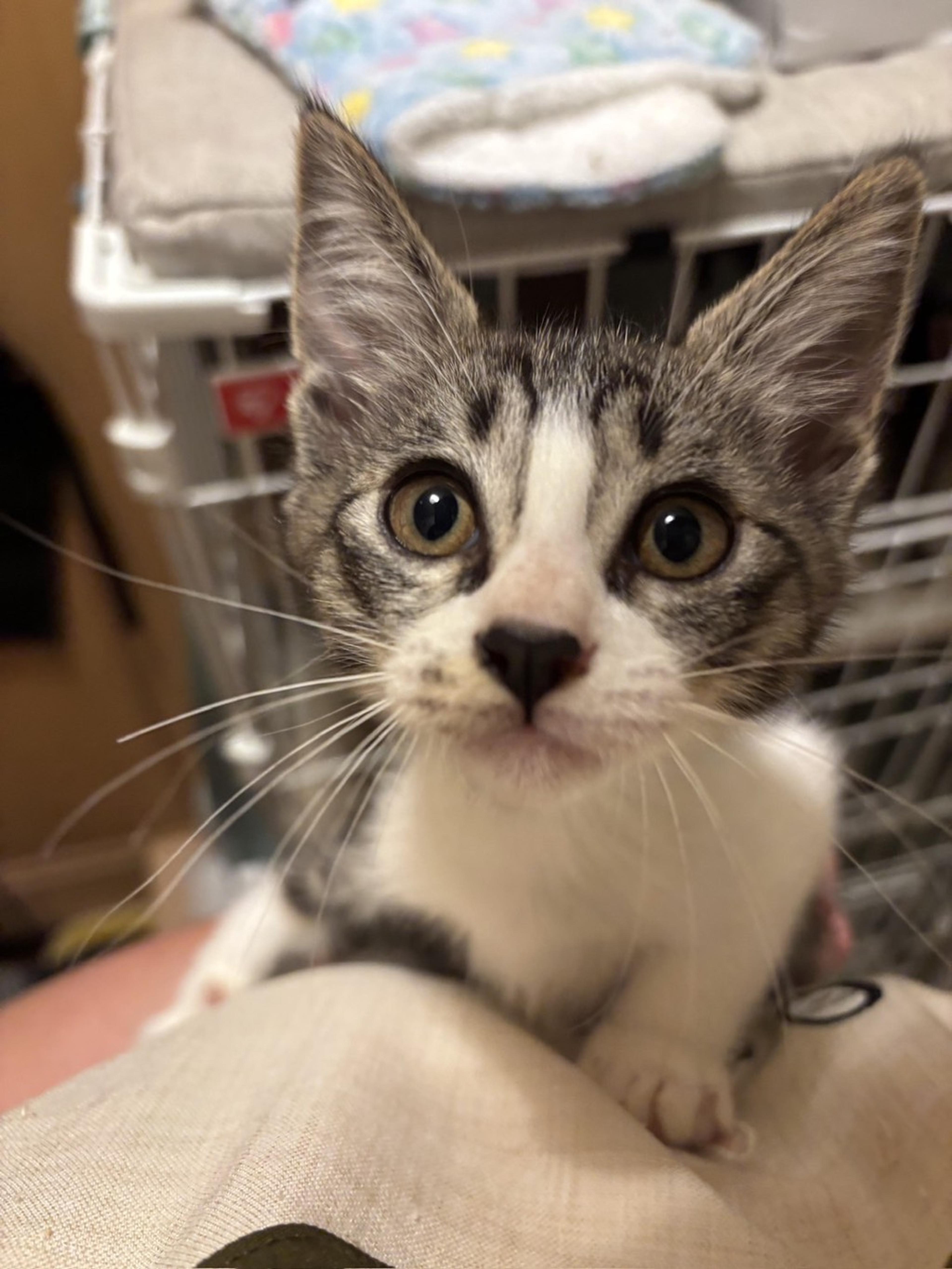 pet-image-3