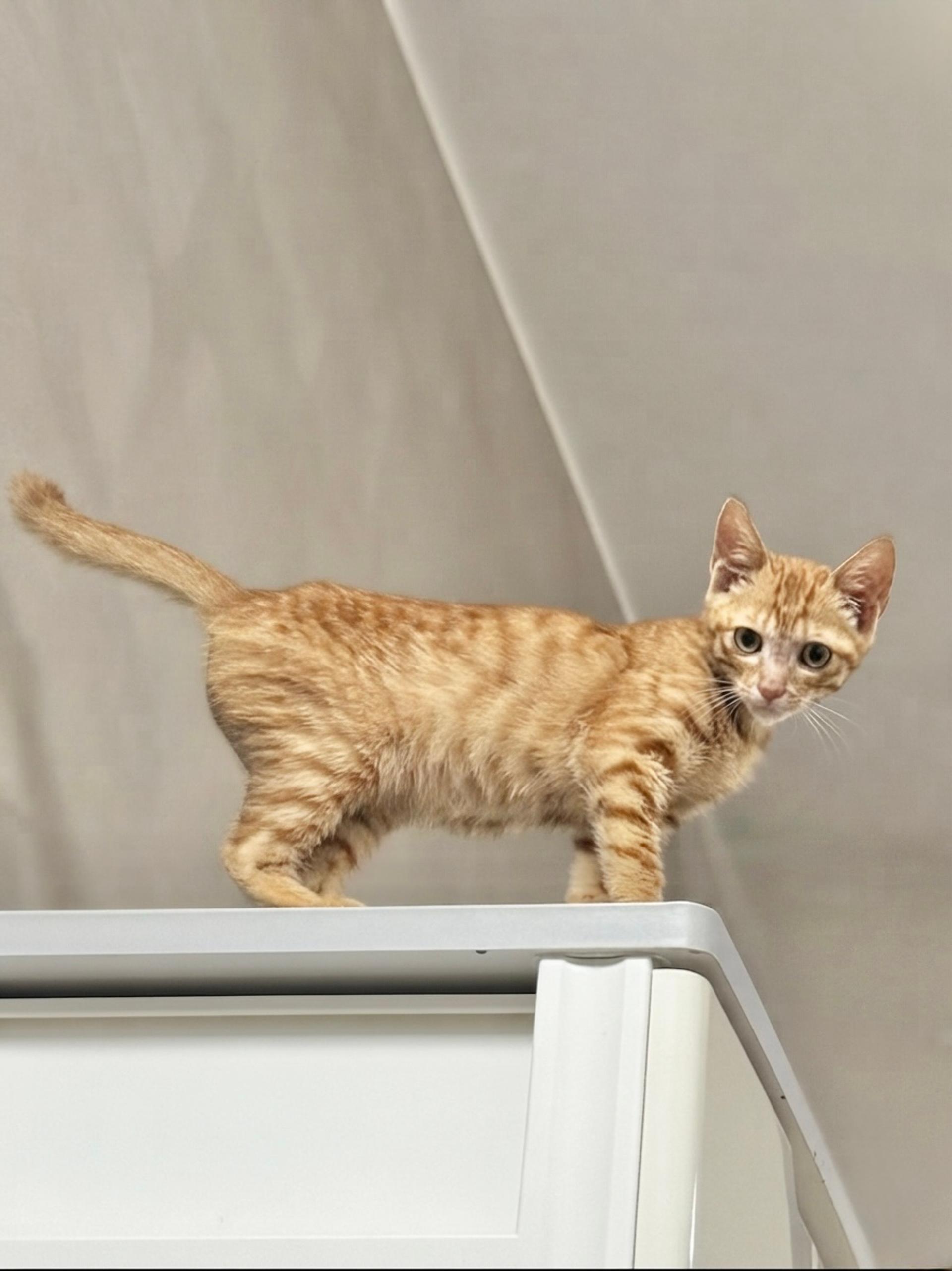 pet-image-4