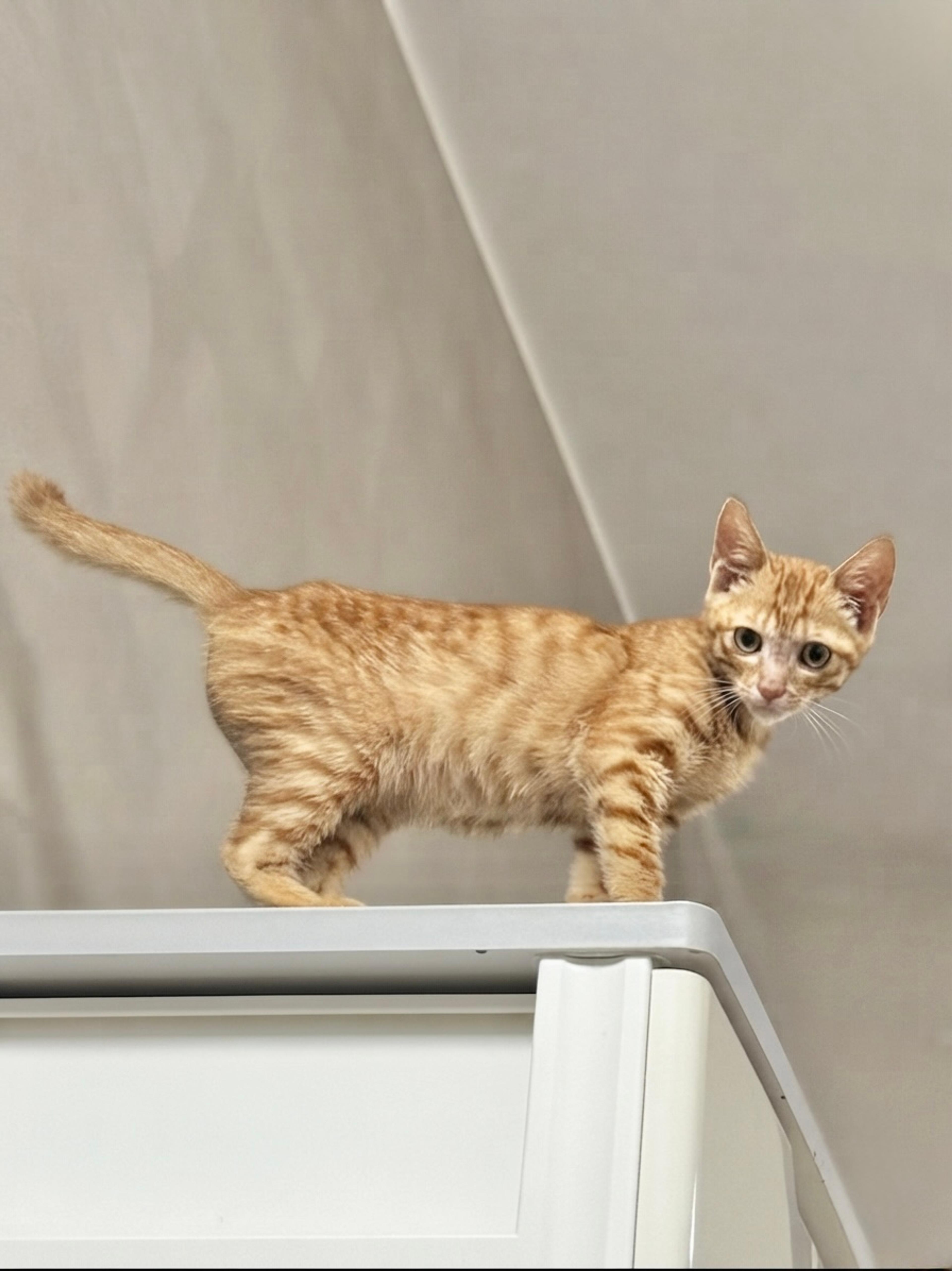 pet-image-4