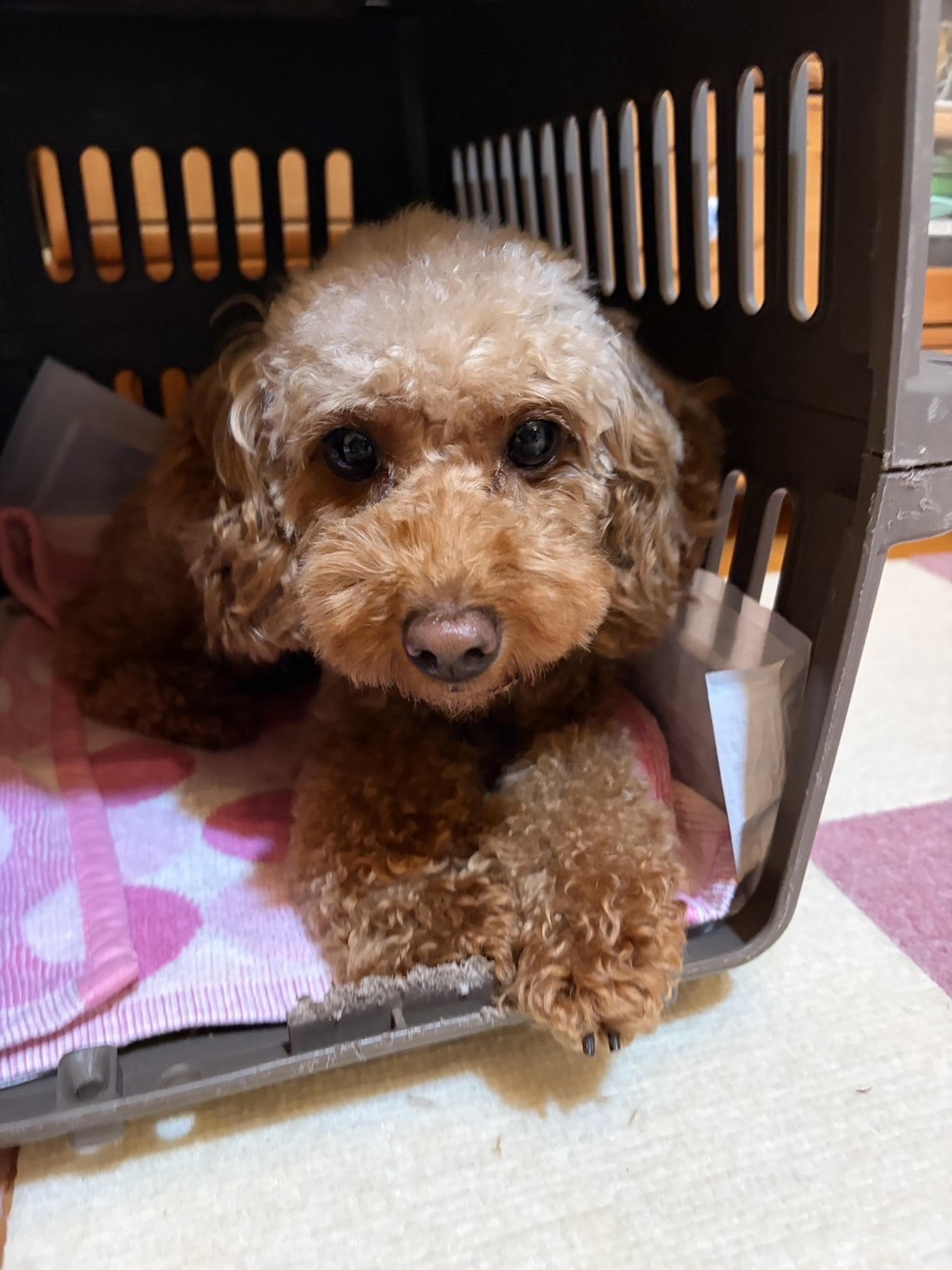 pet-image-2