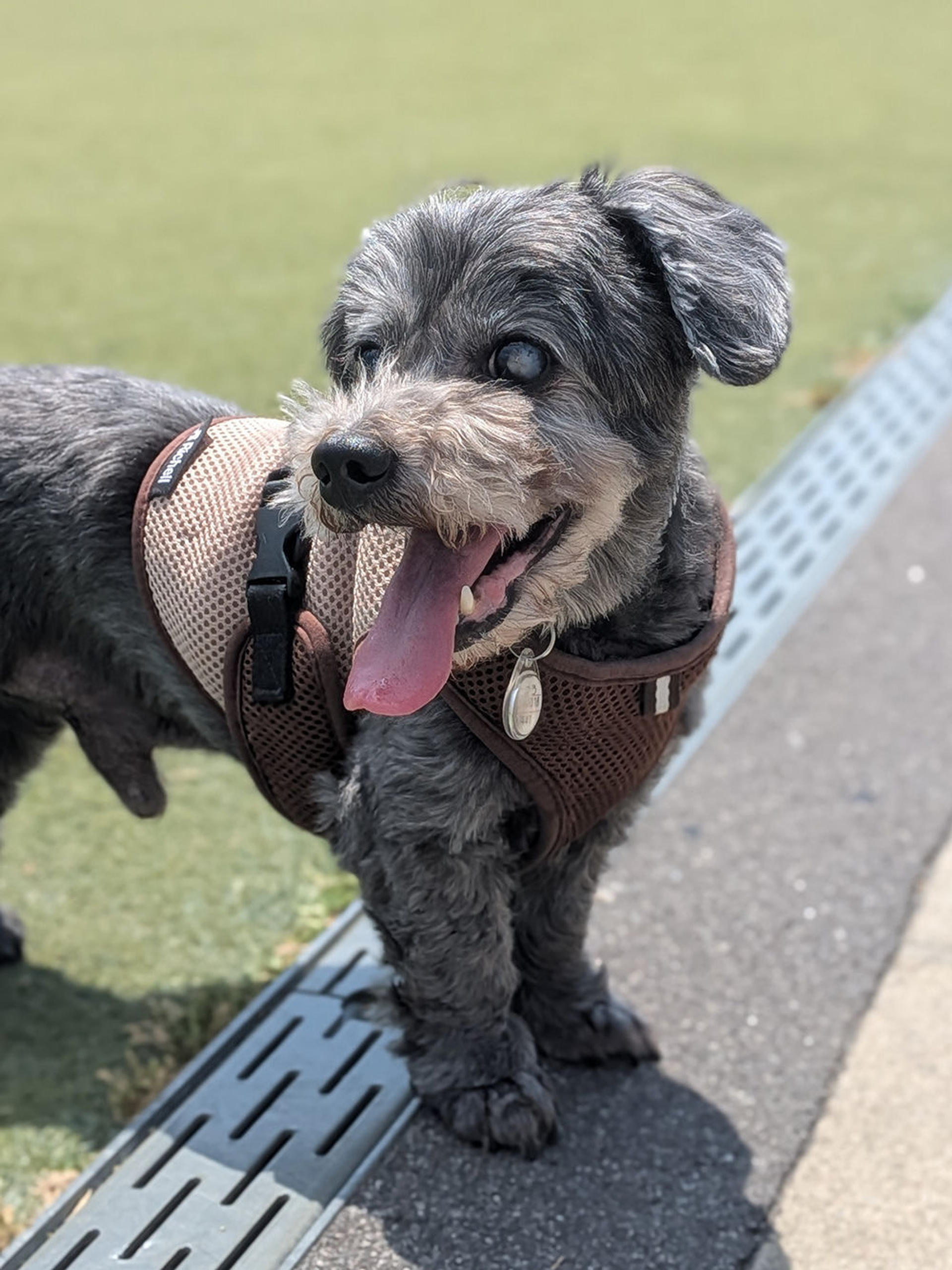 pet-image-2