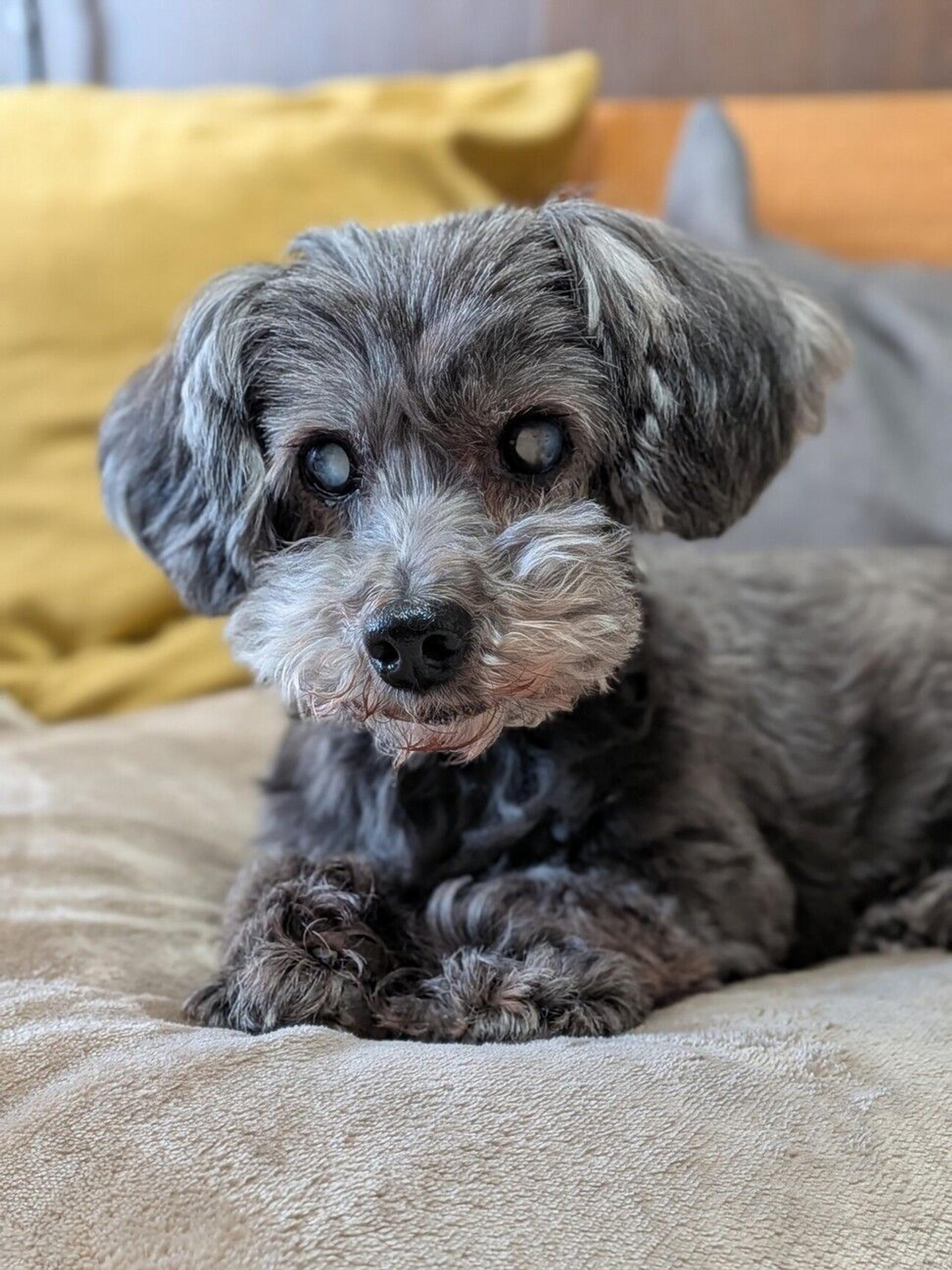 pet-image-4