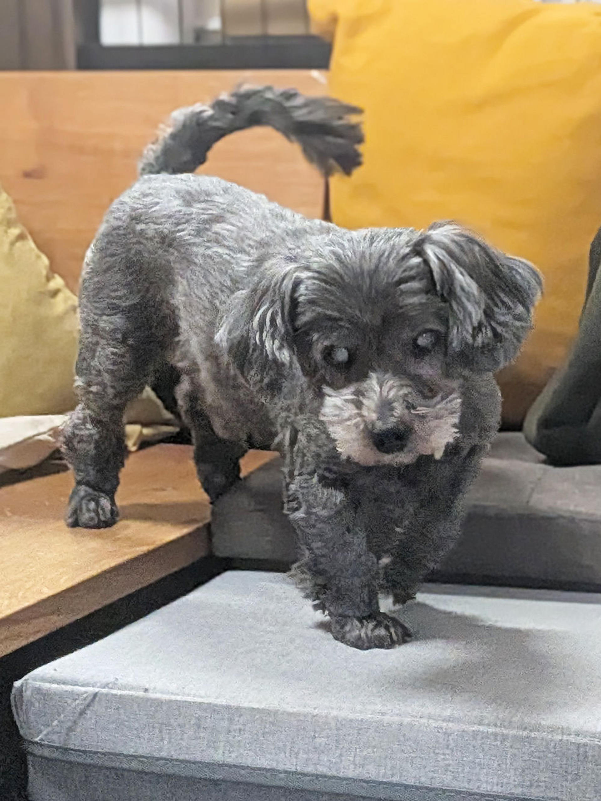 pet-image-6