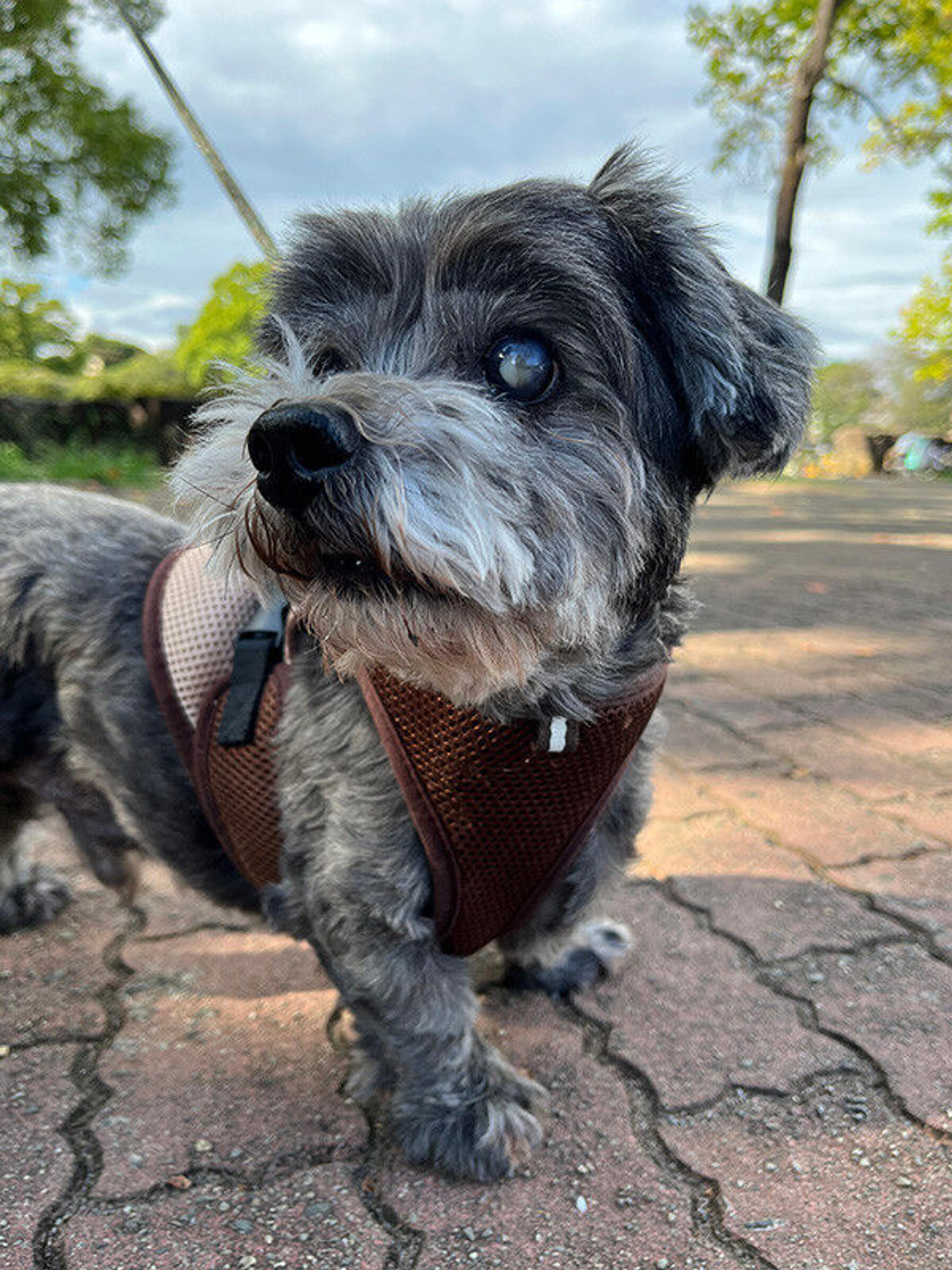 pet-image-9