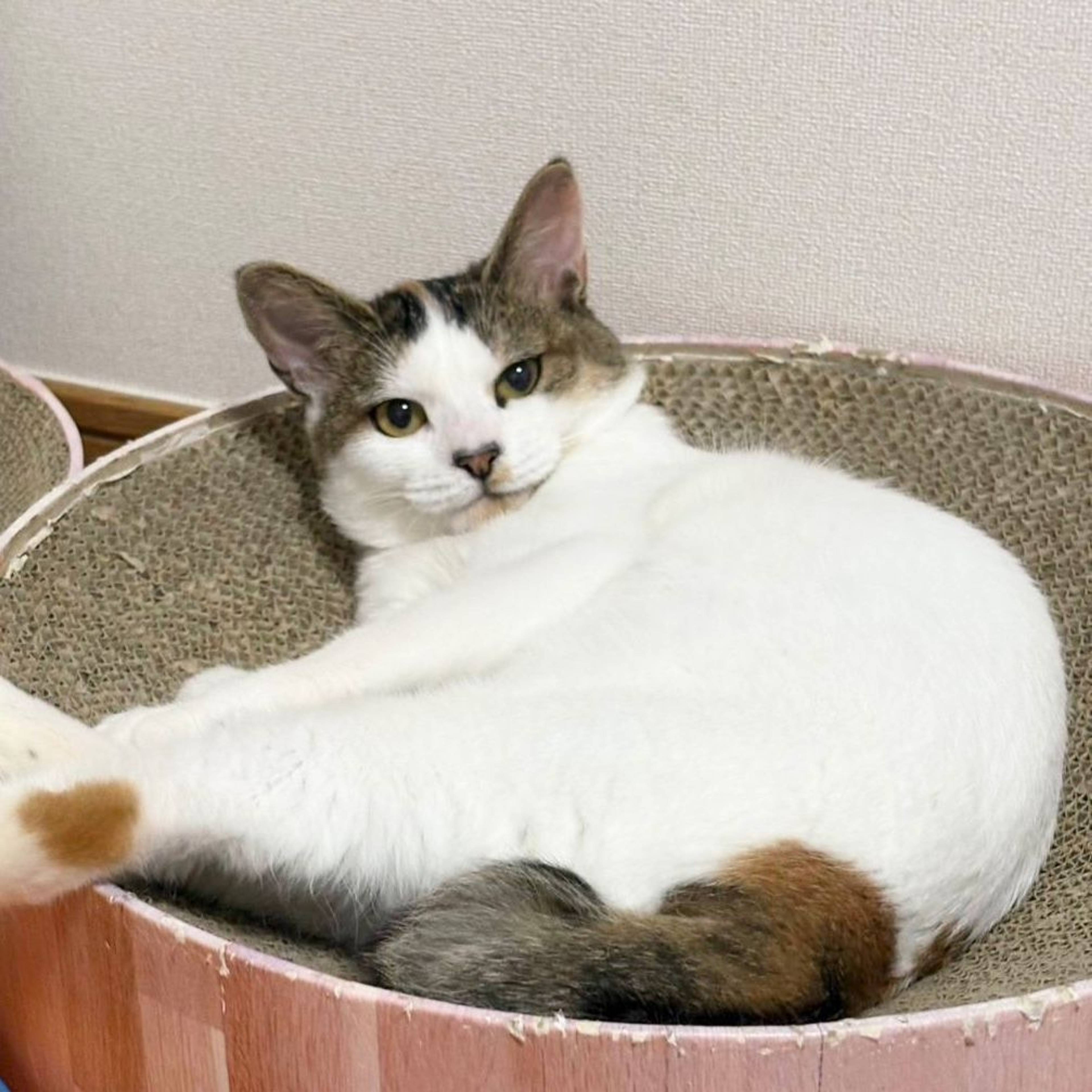 雑種（ミックス猫）・メスの里親募集の写真