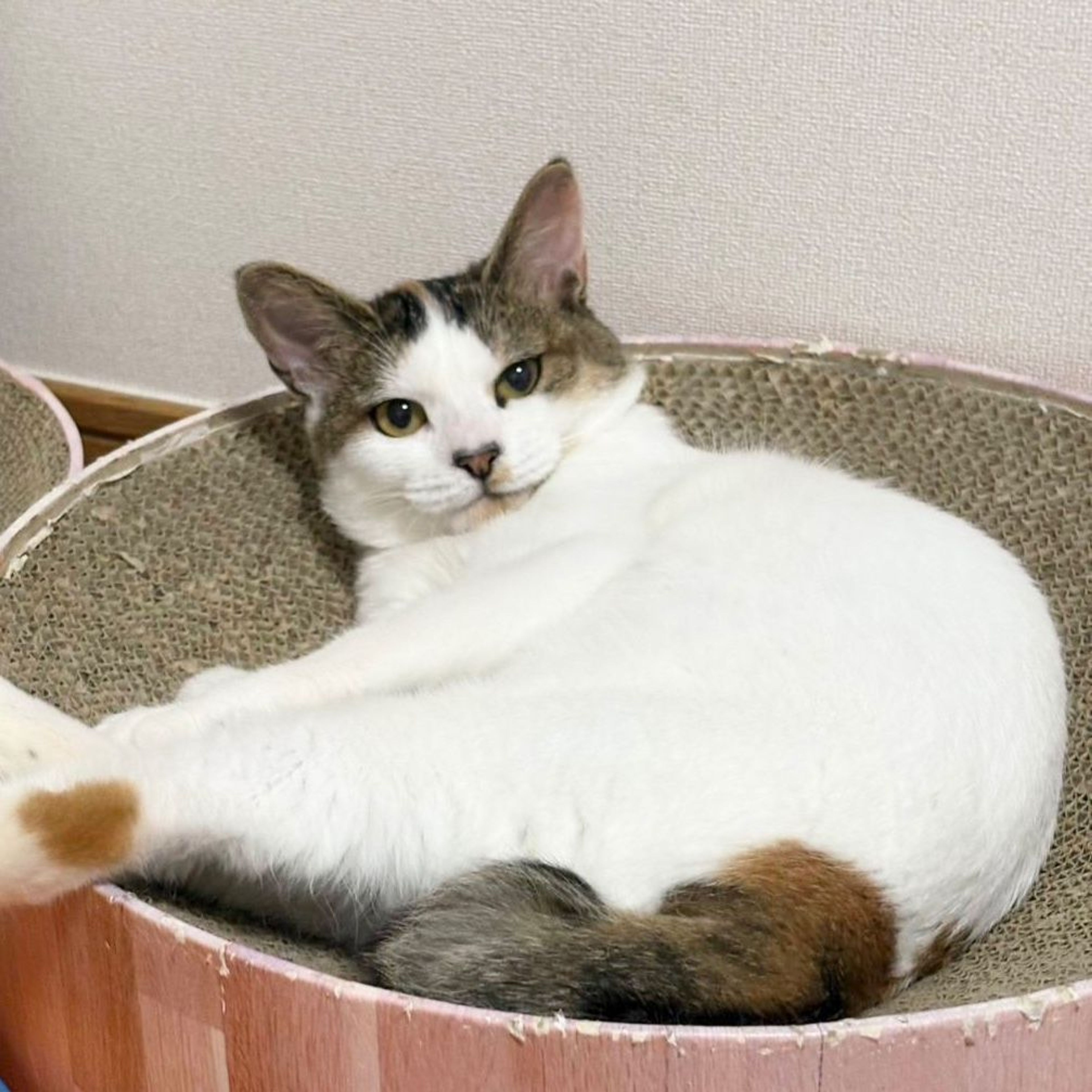 雑種（ミックス猫）・メスの里親募集の写真