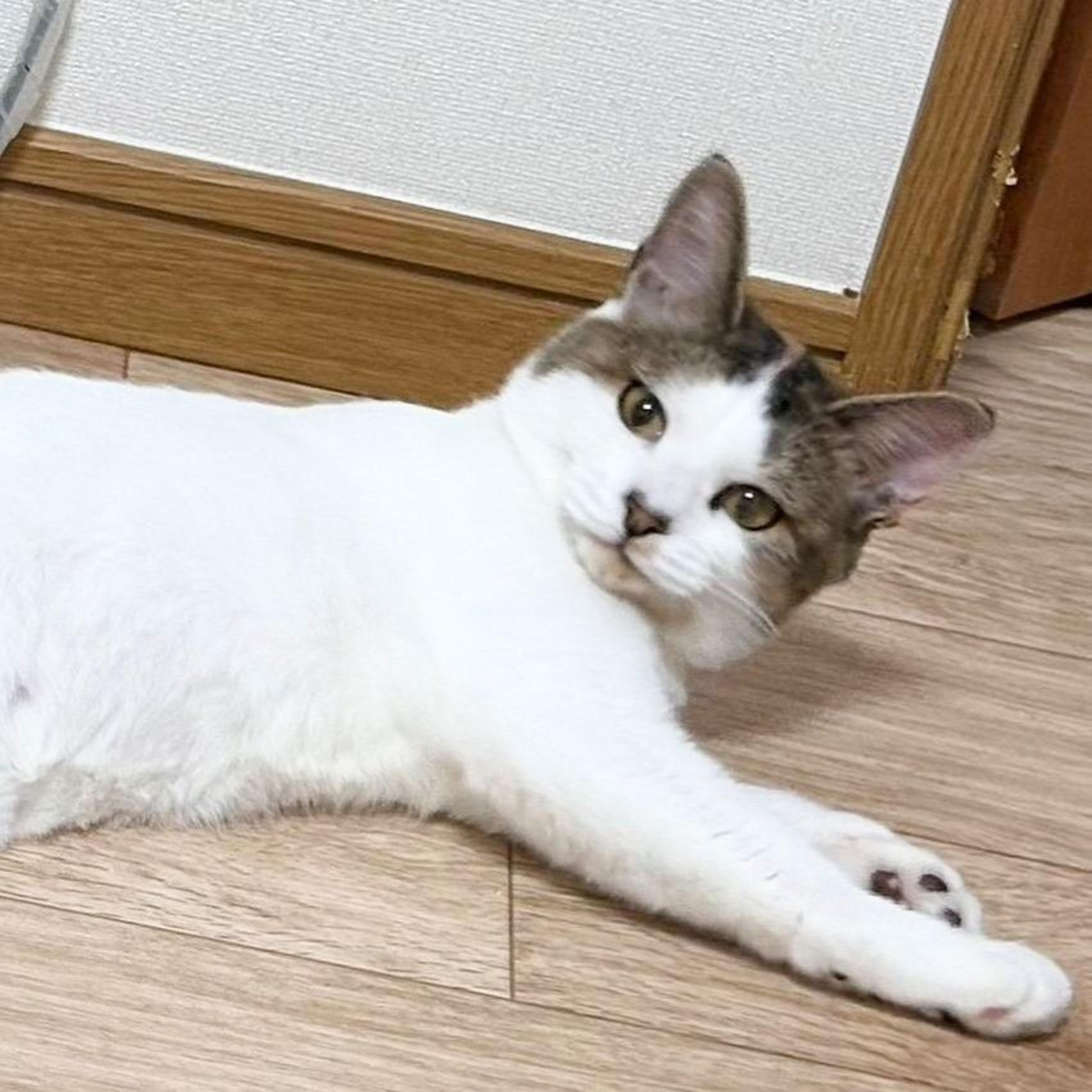 pet-image-3