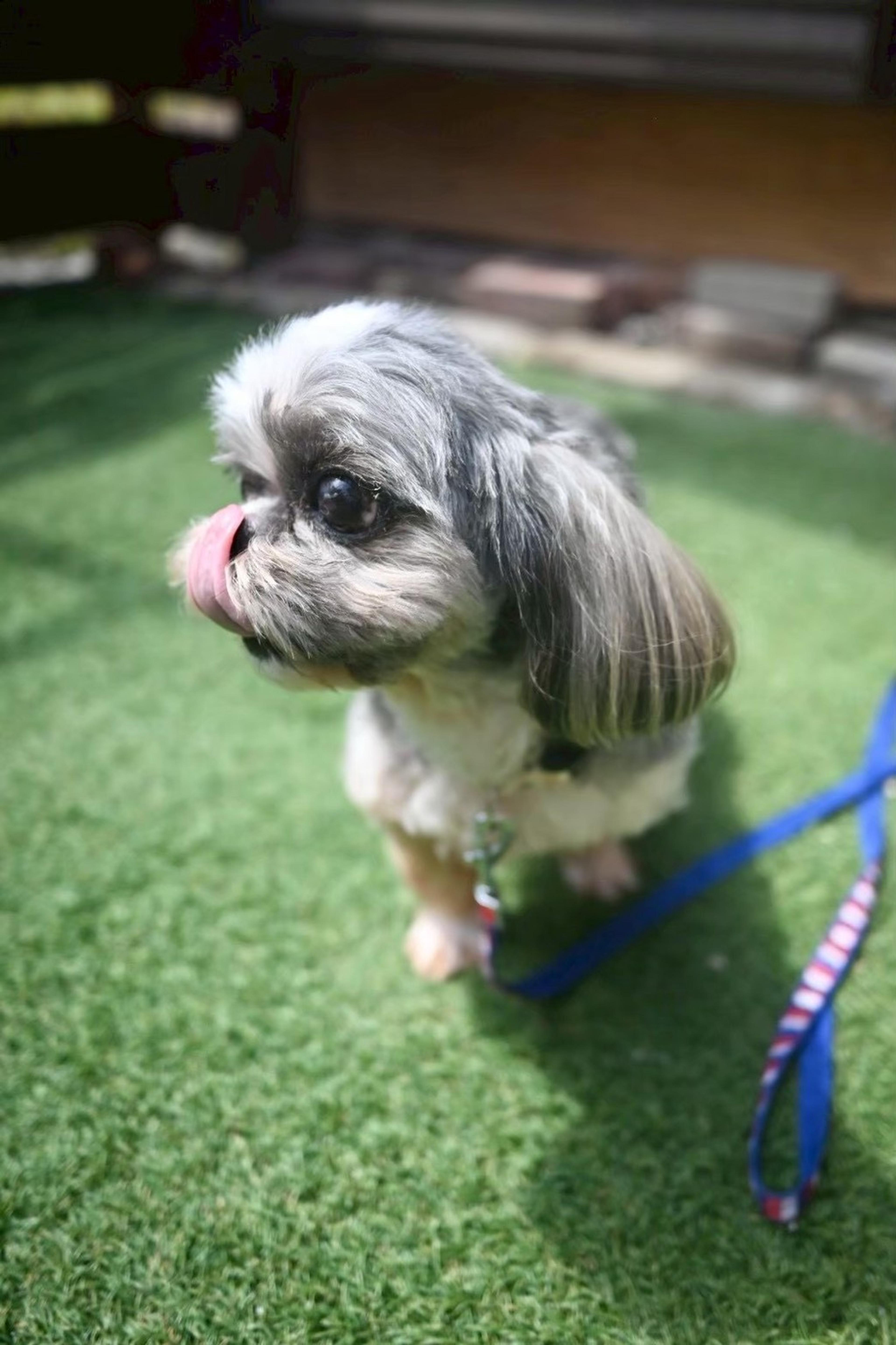 pet-image-5