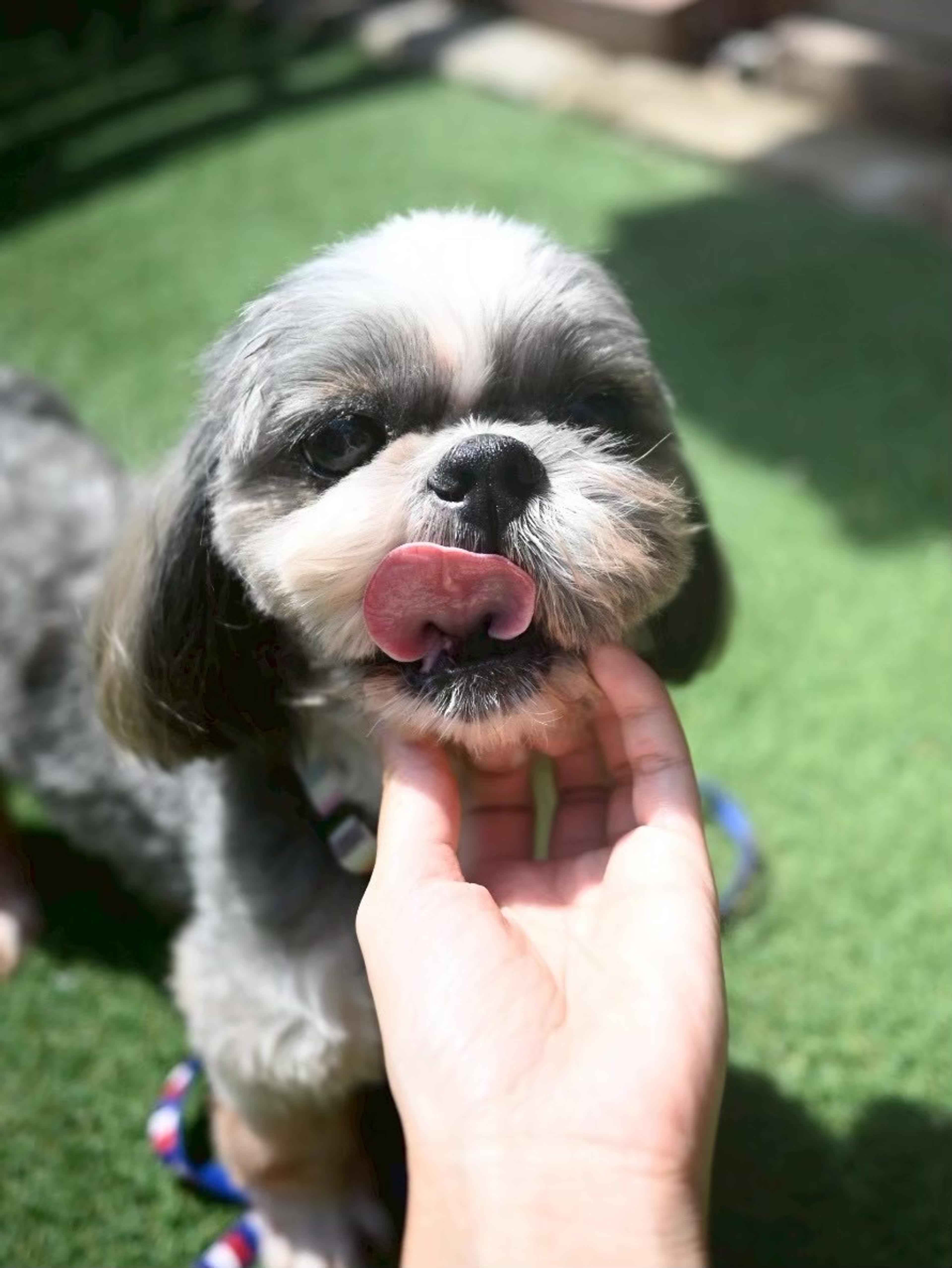 pet-image-6