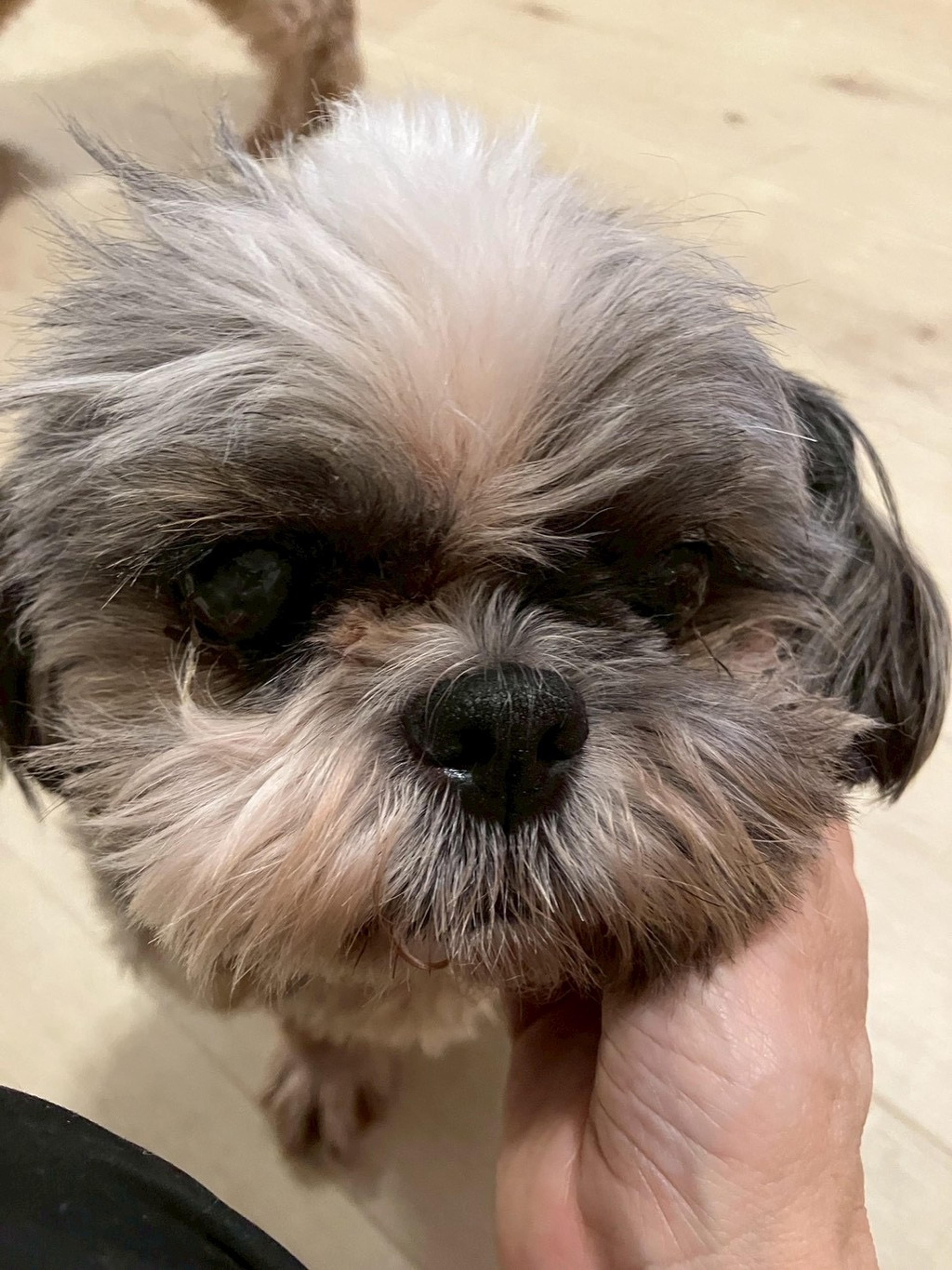 pet-image-7