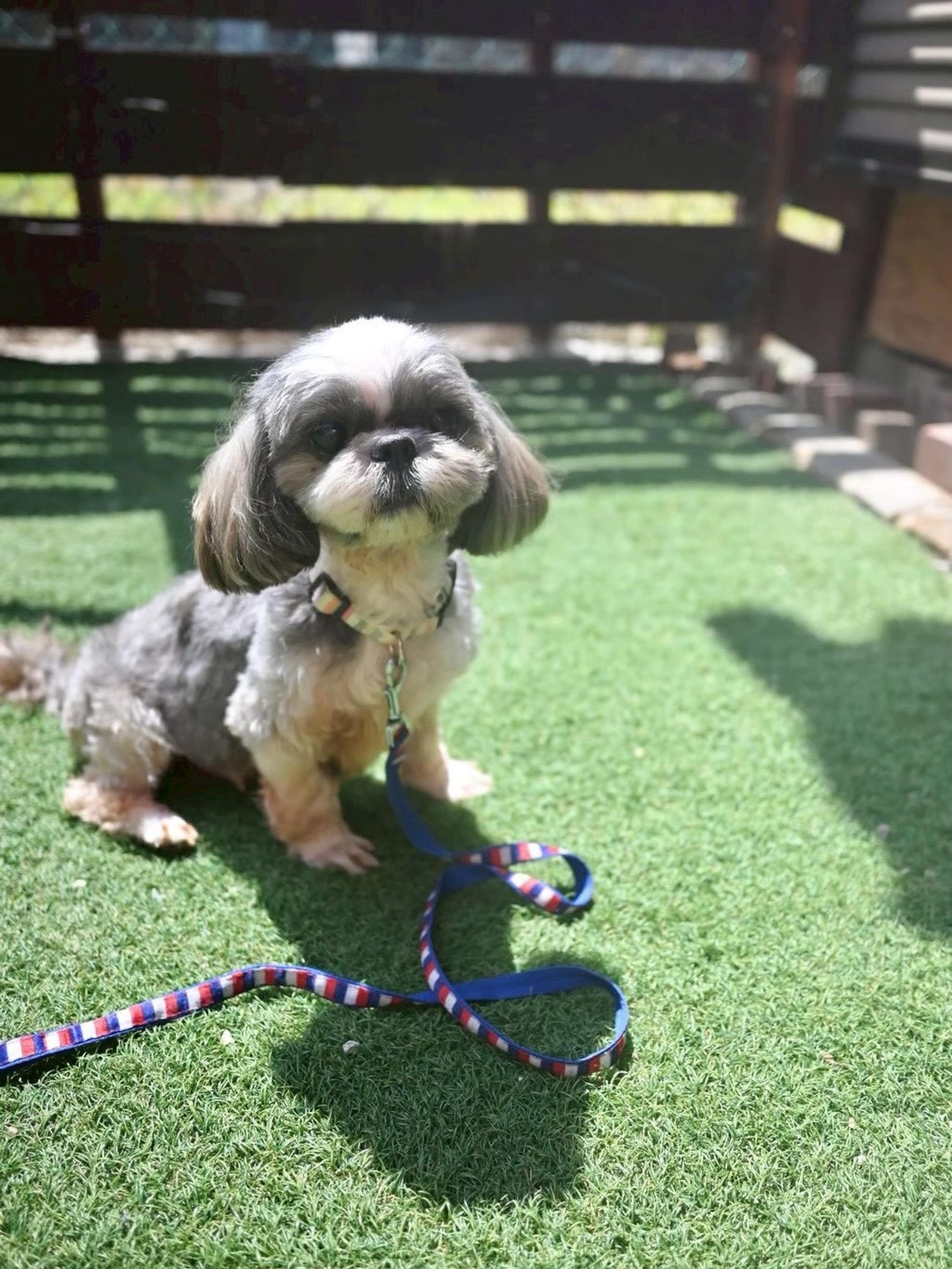 pet-image-8