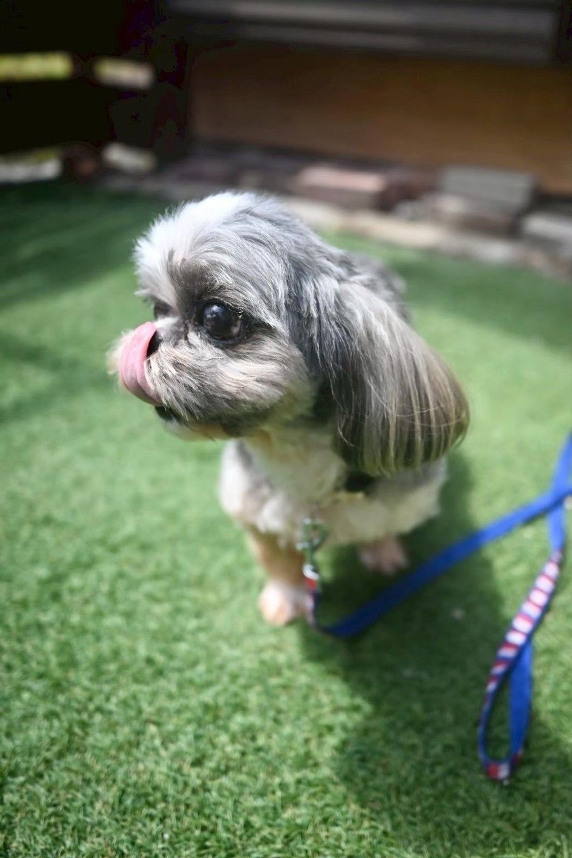 pet-image-5