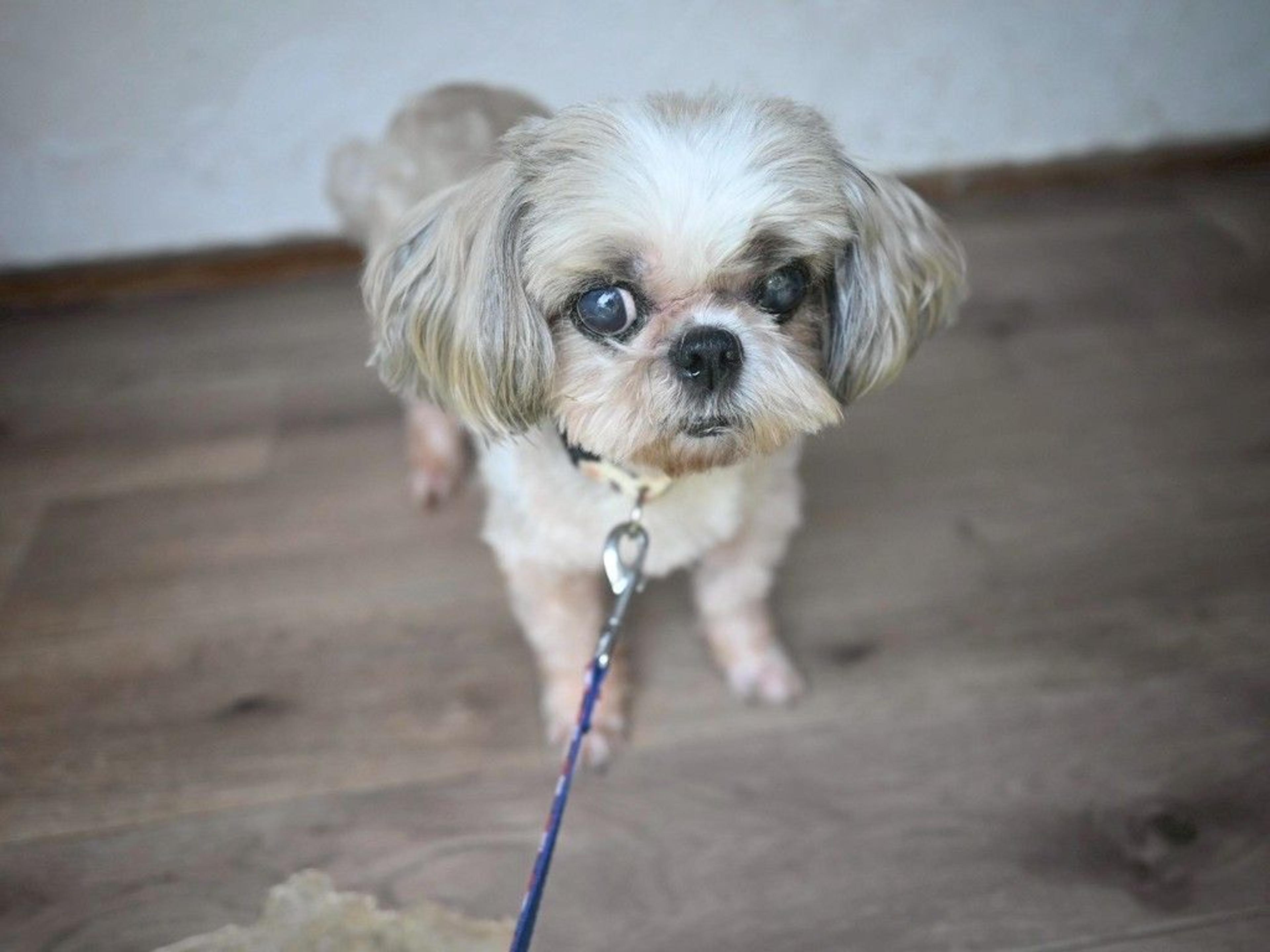 pet-image-3