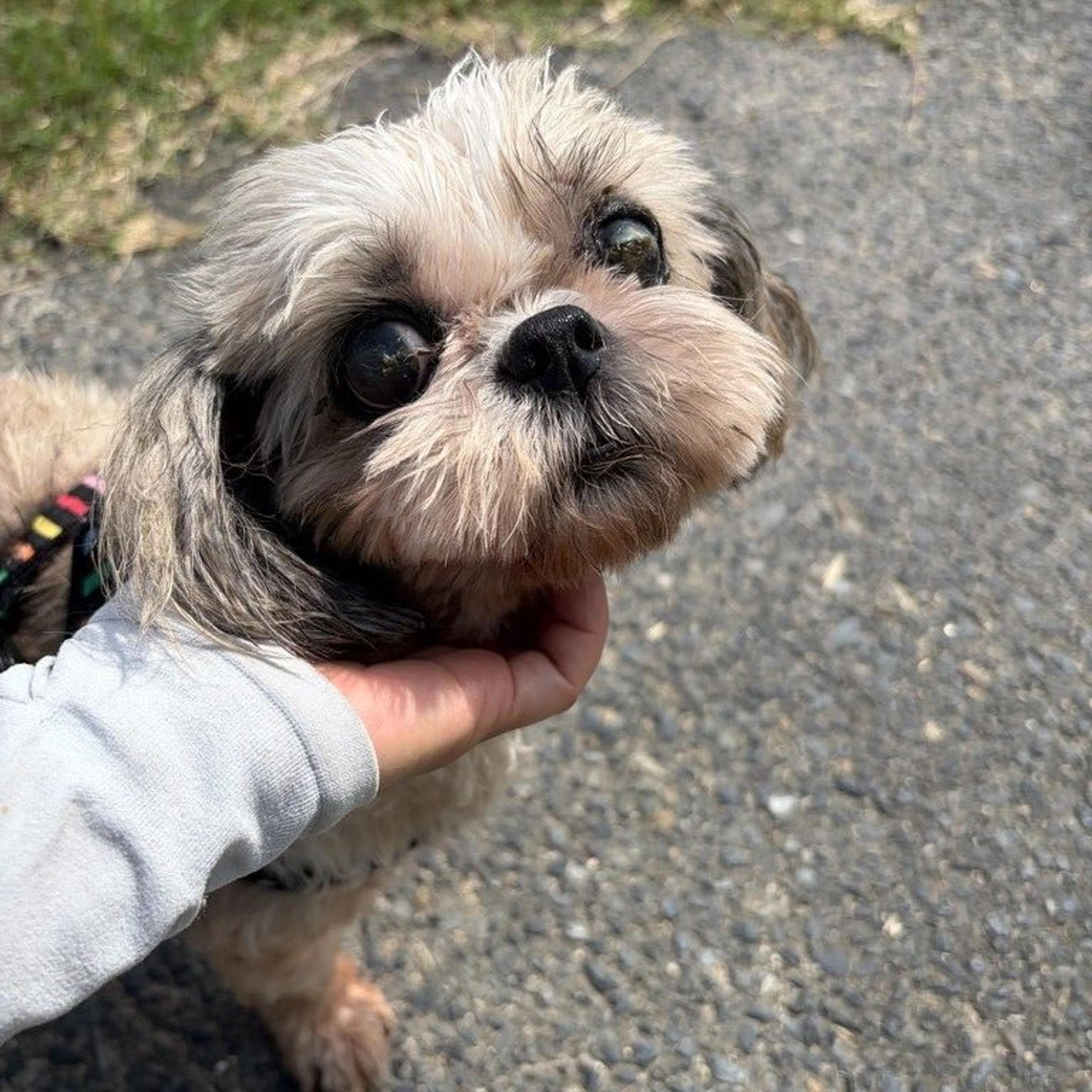 pet-image-8