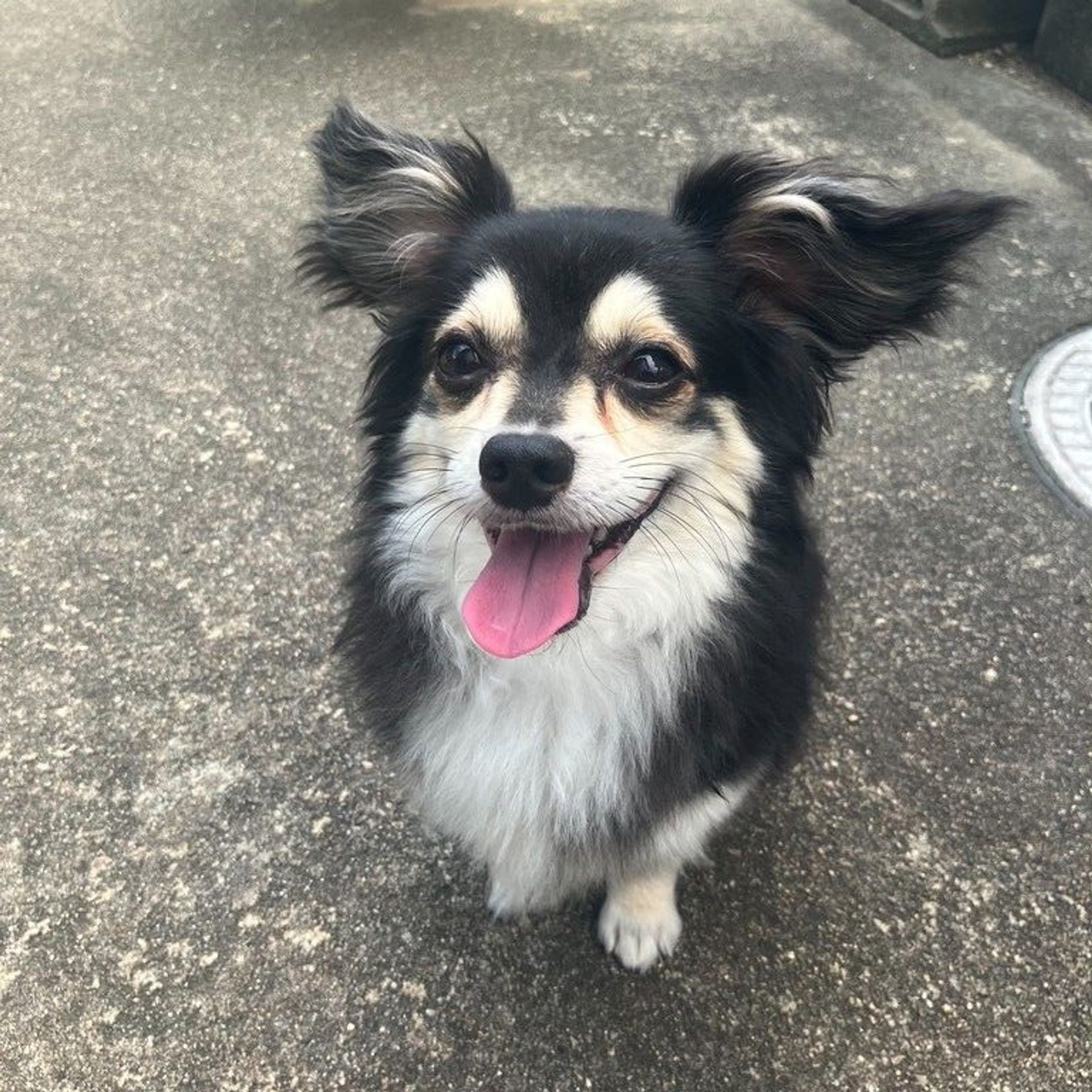 雑種（ミックス犬）・オスの里親募集の写真