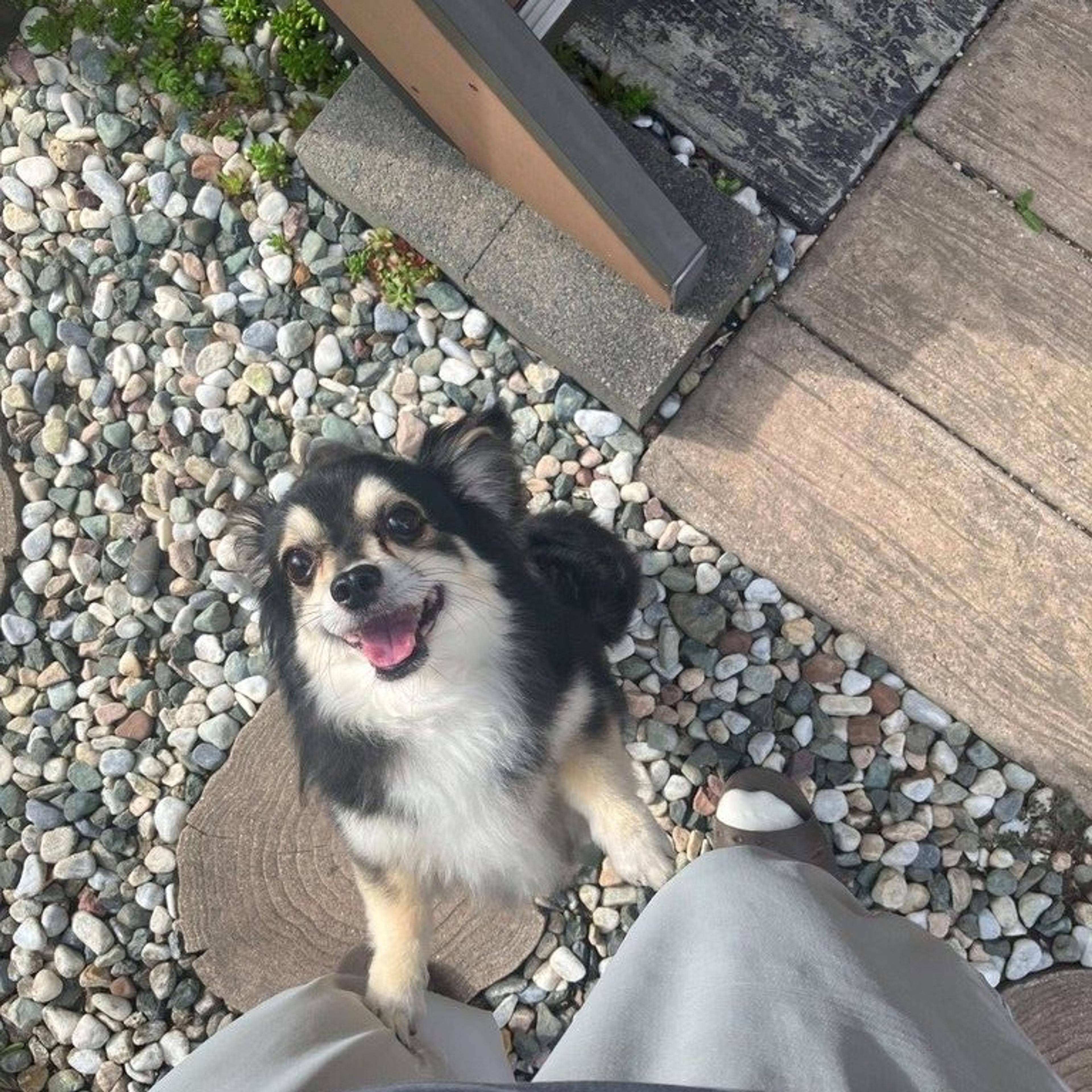 pet-image-2