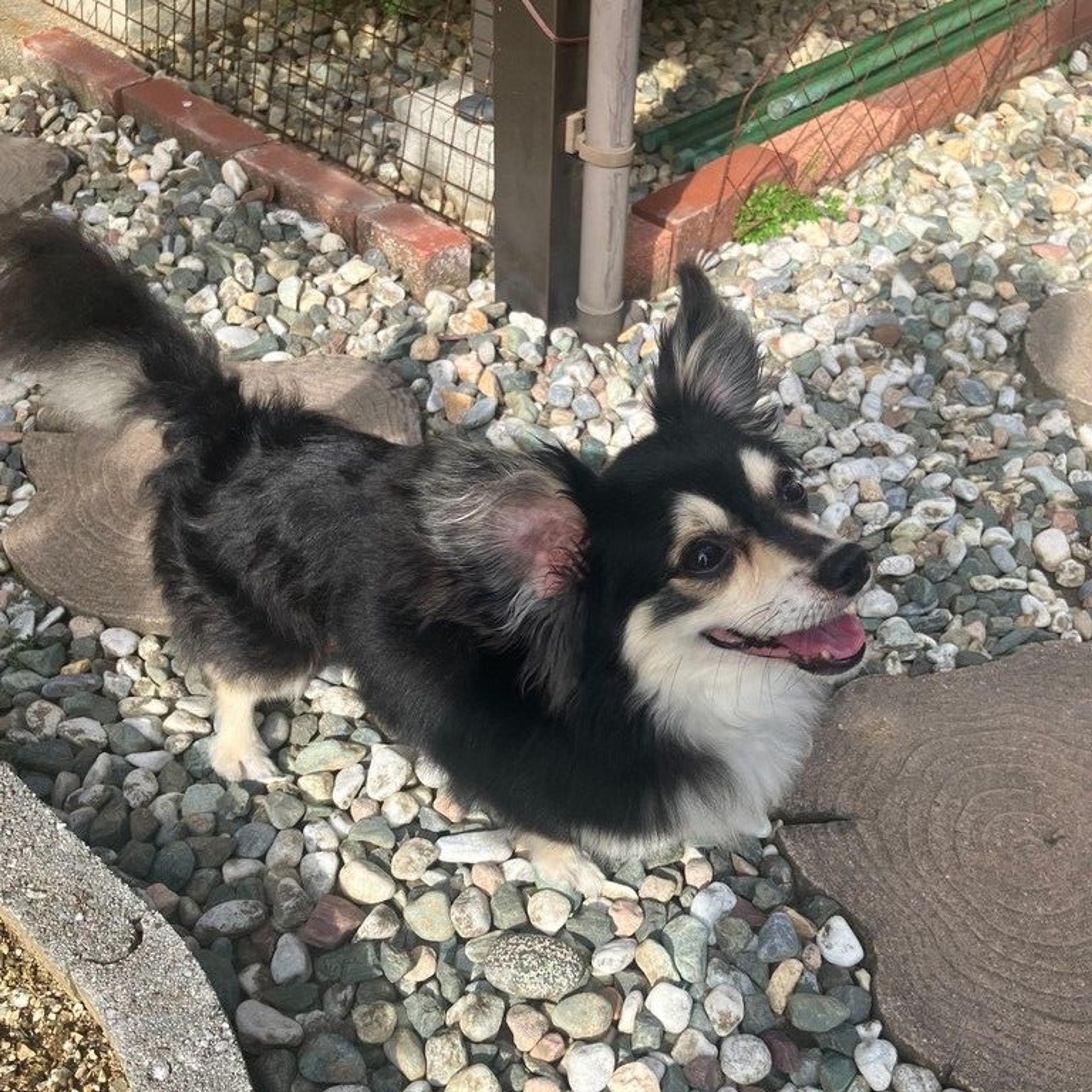 pet-image-5