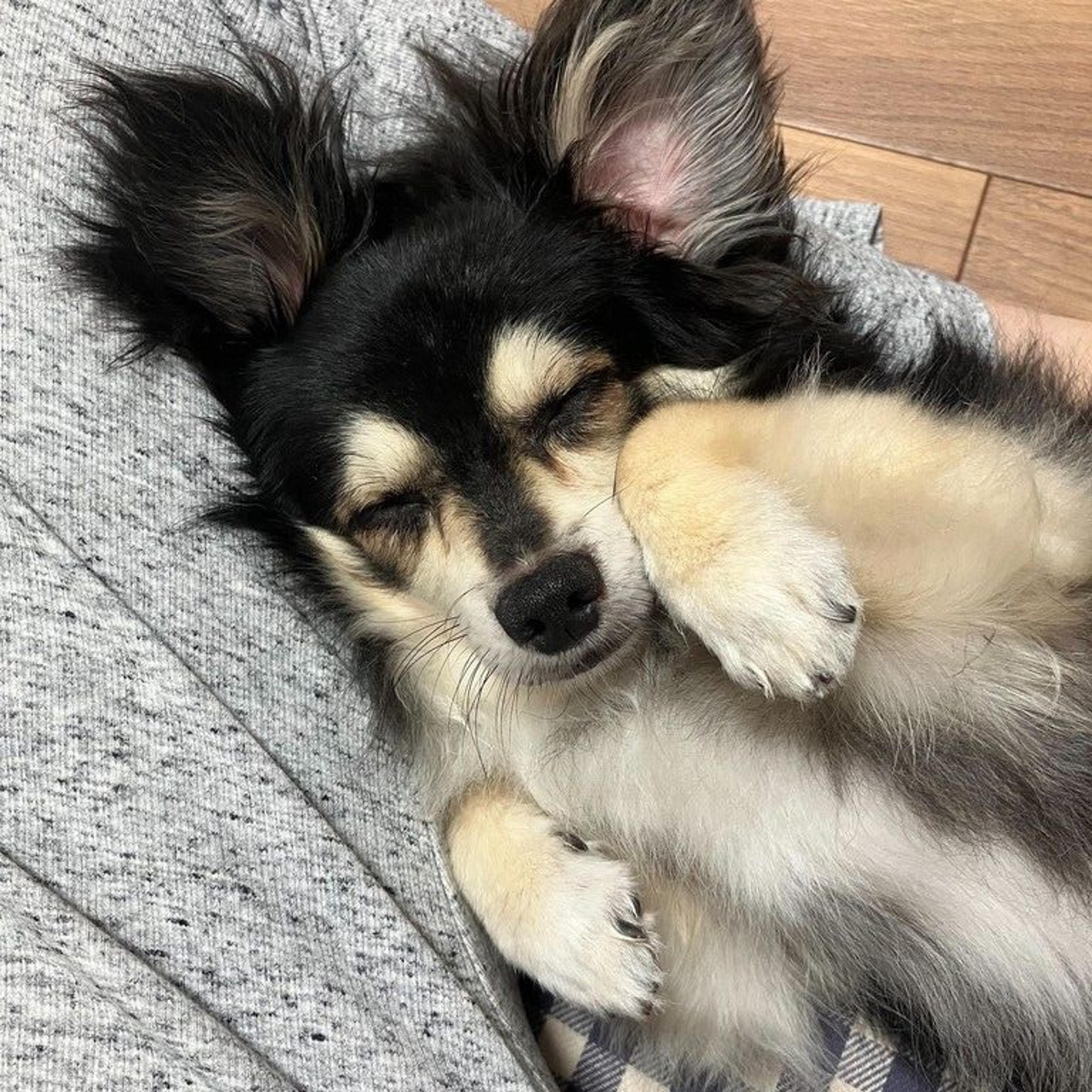 pet-image-7