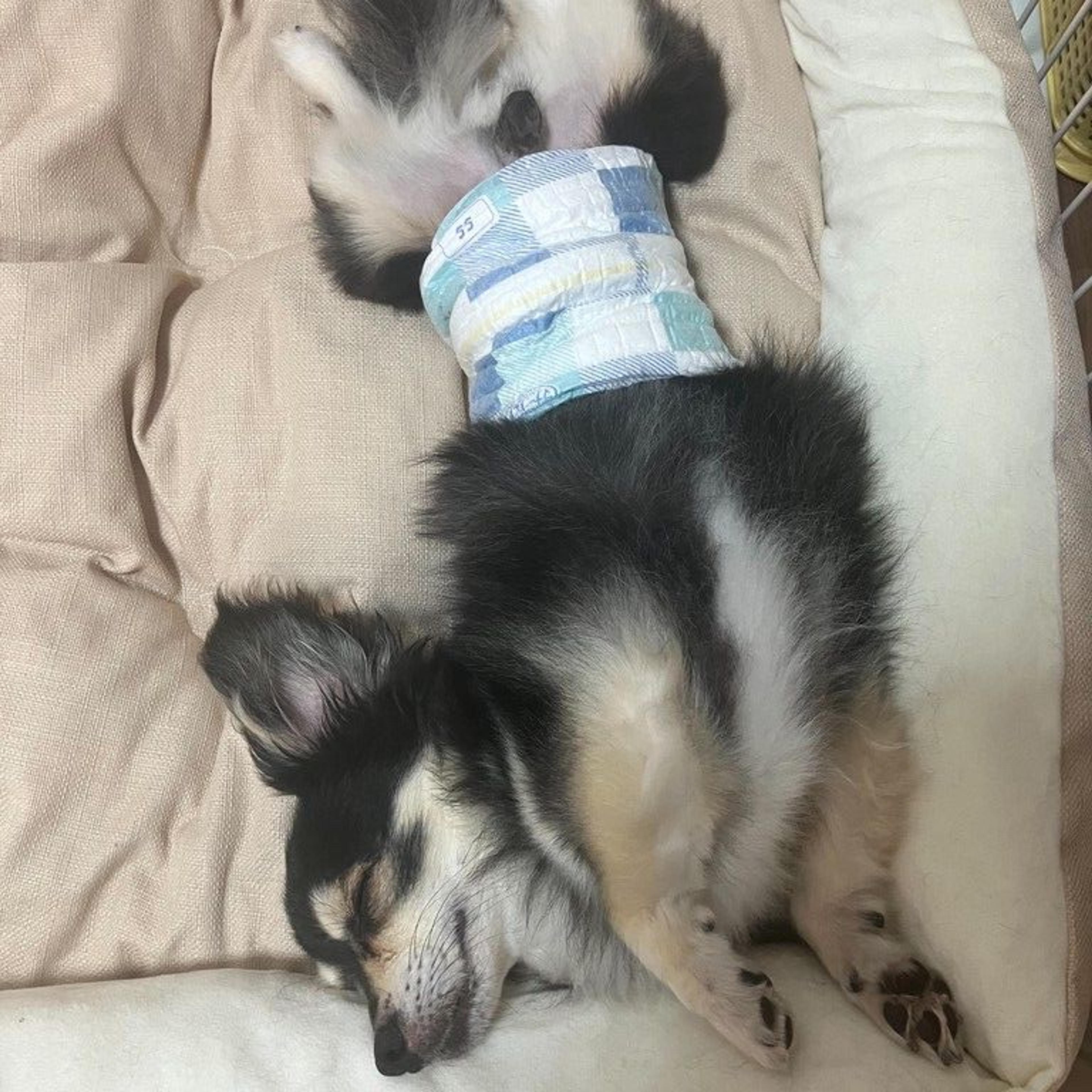 pet-image-9