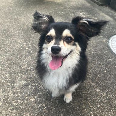 ニニの写真
