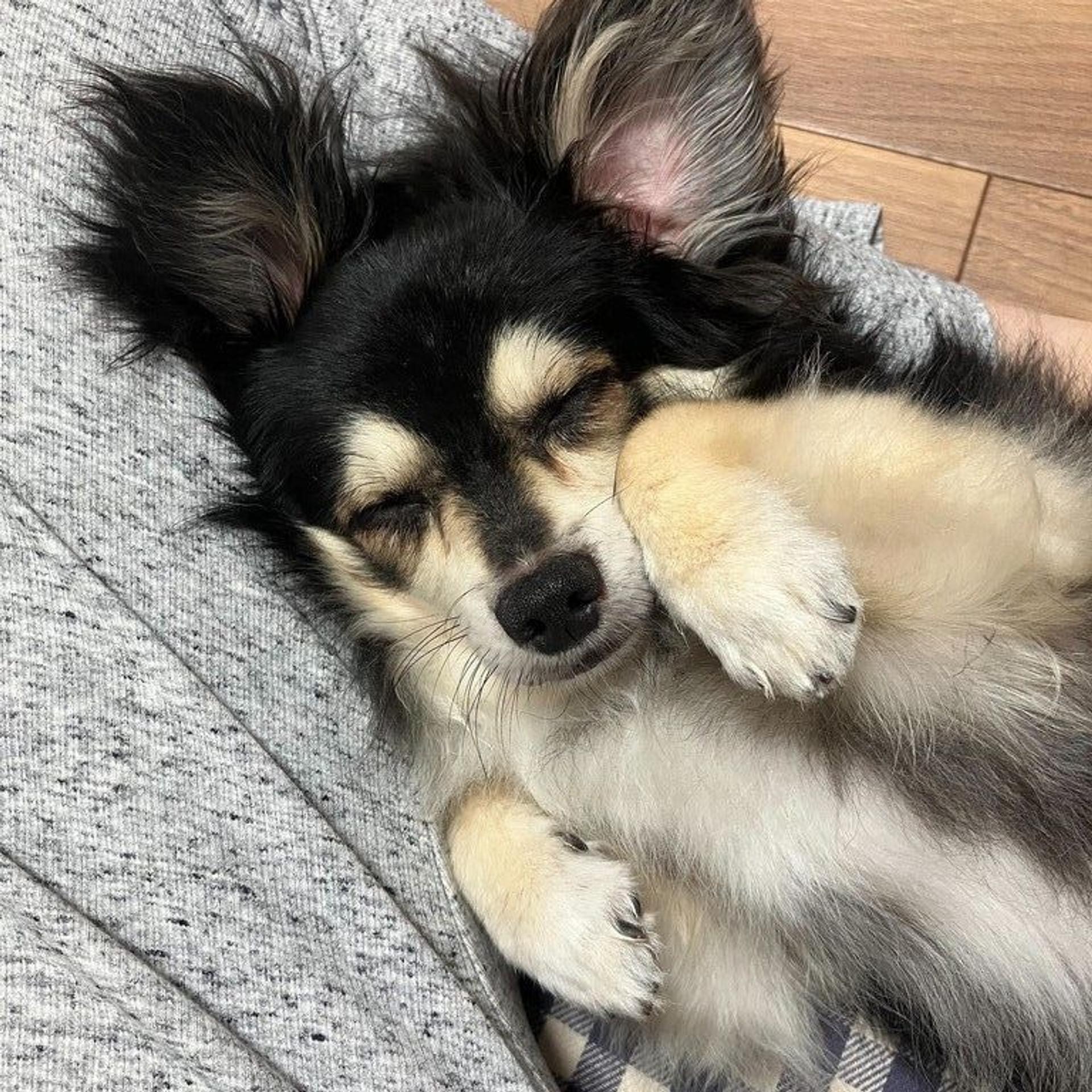 pet-image-7