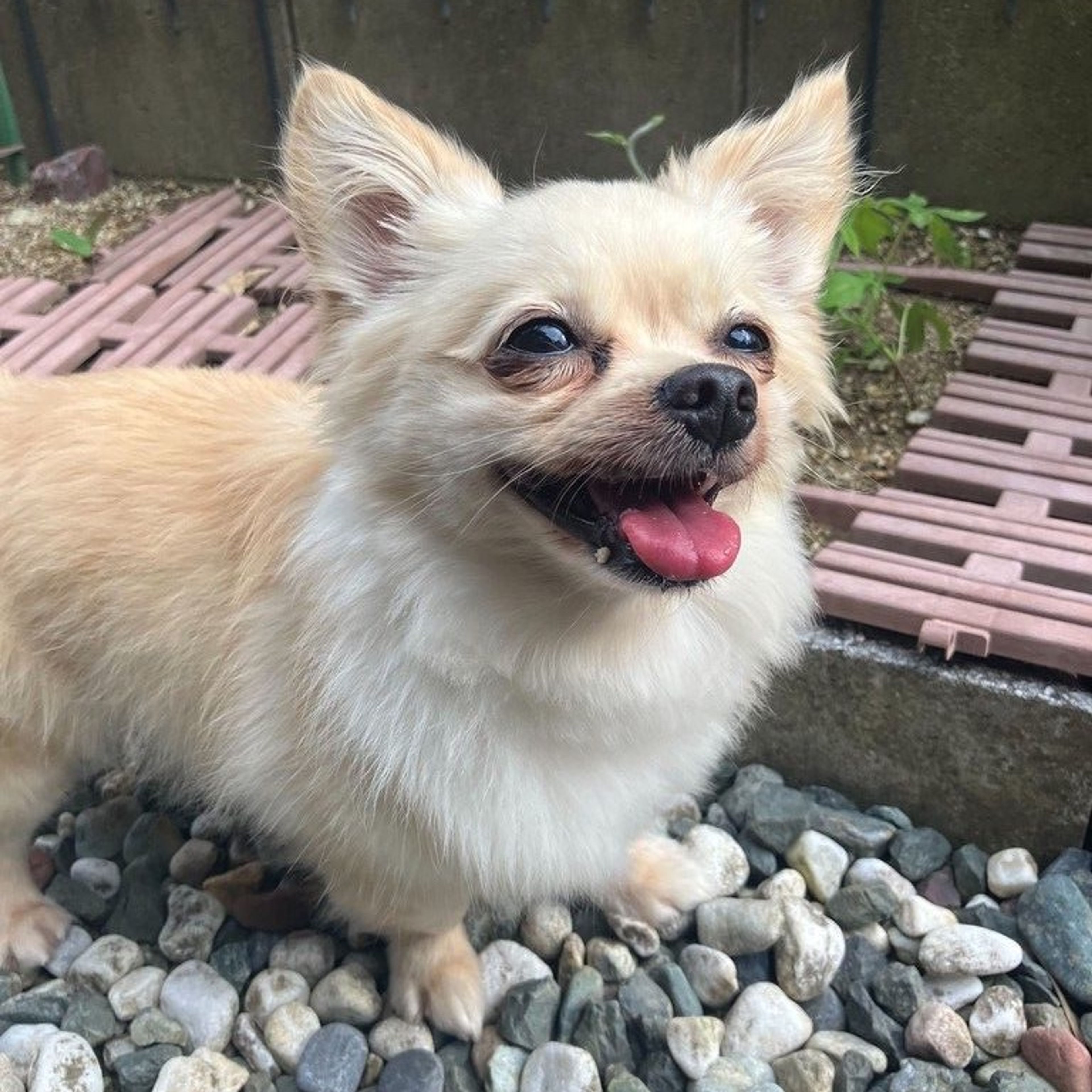 雑種（ミックス犬）・メスの里親募集の写真