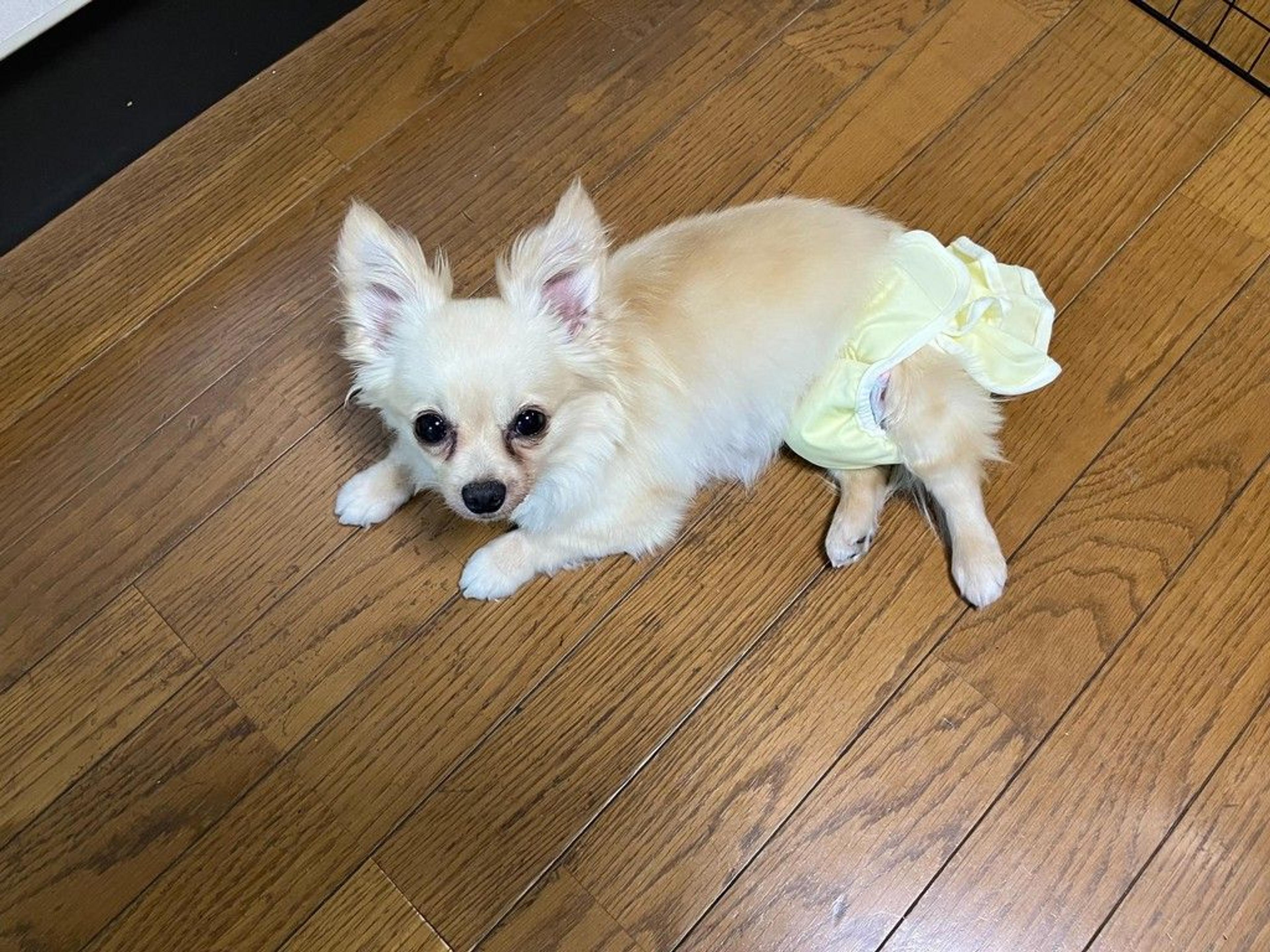 pet-image-4
