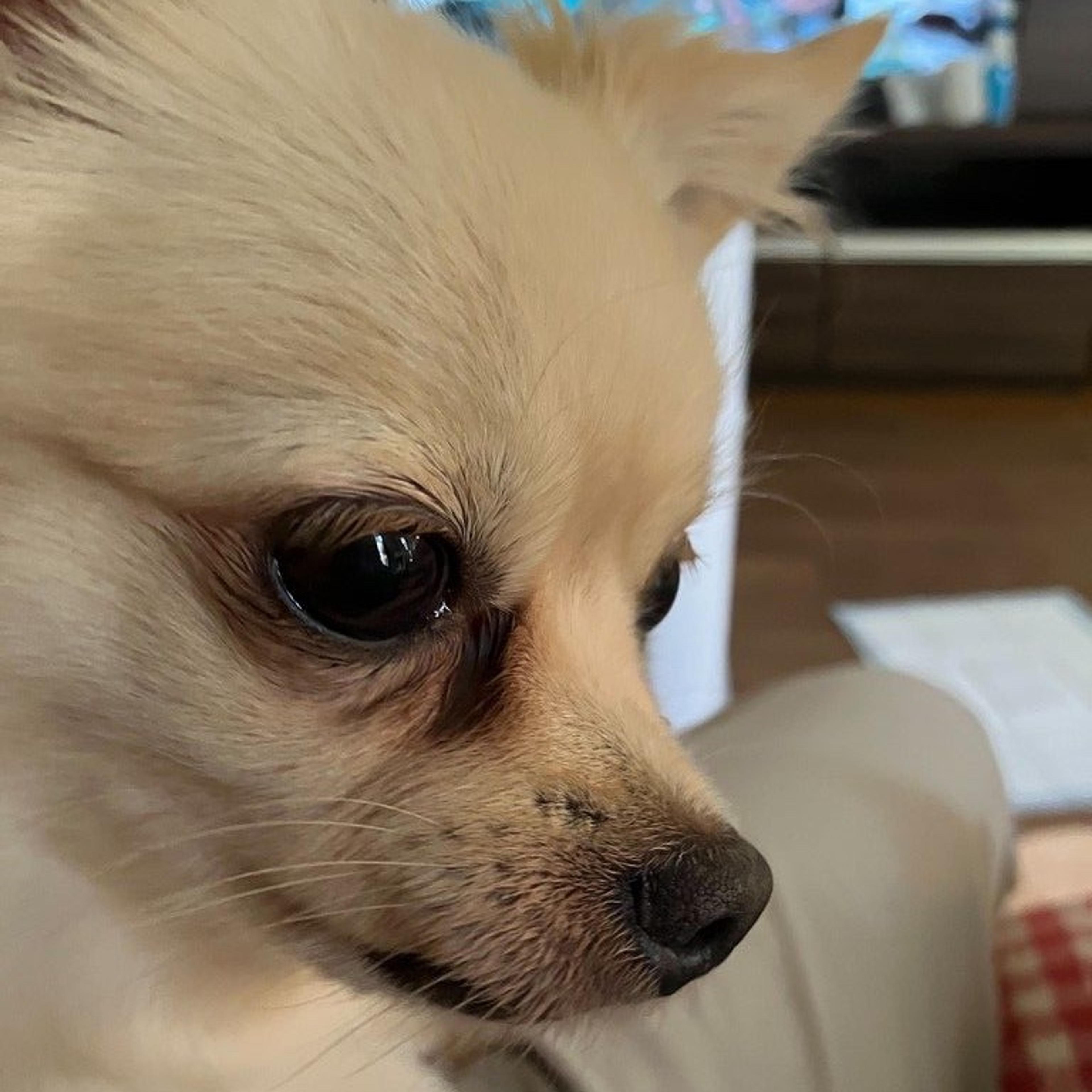 pet-image-7