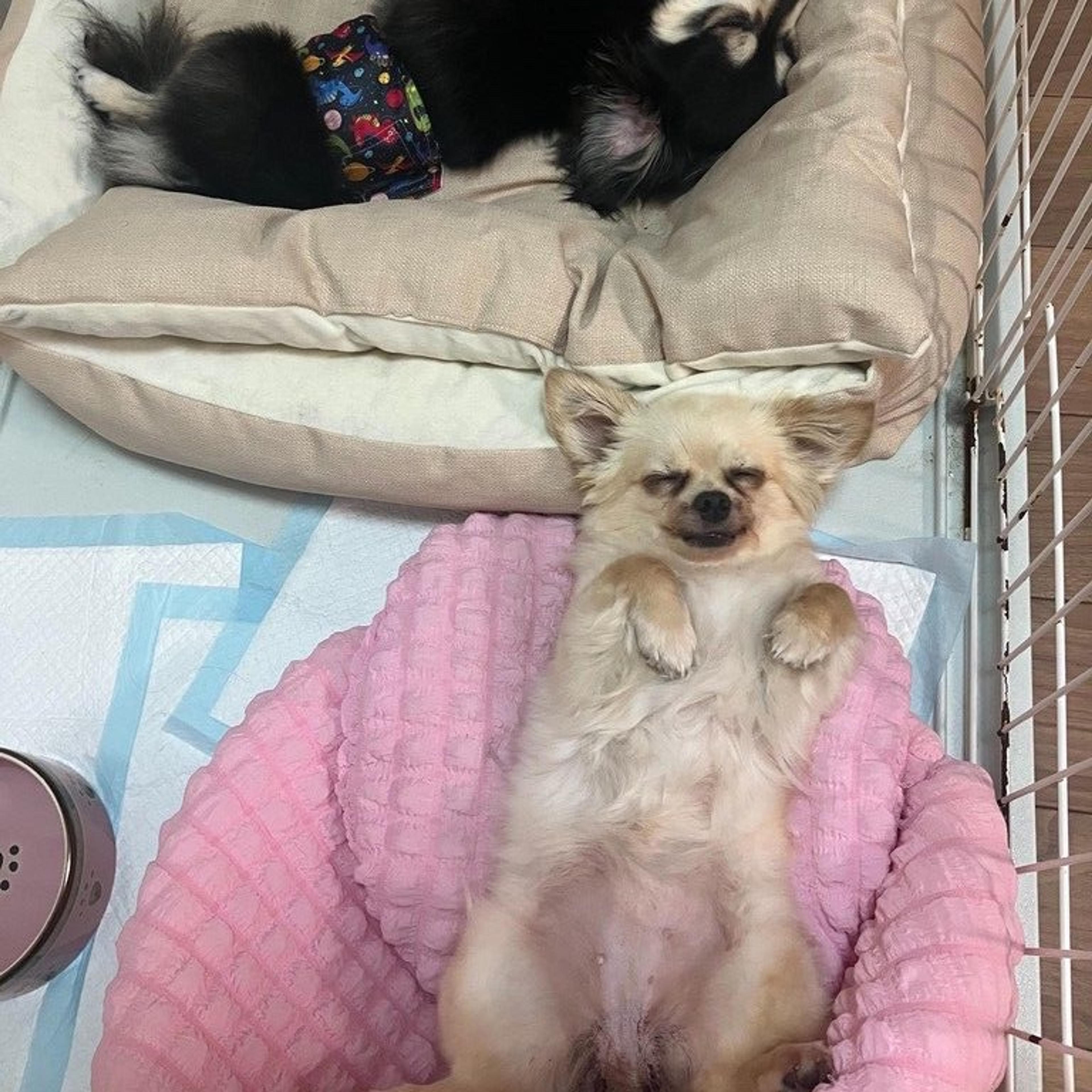 pet-image-8