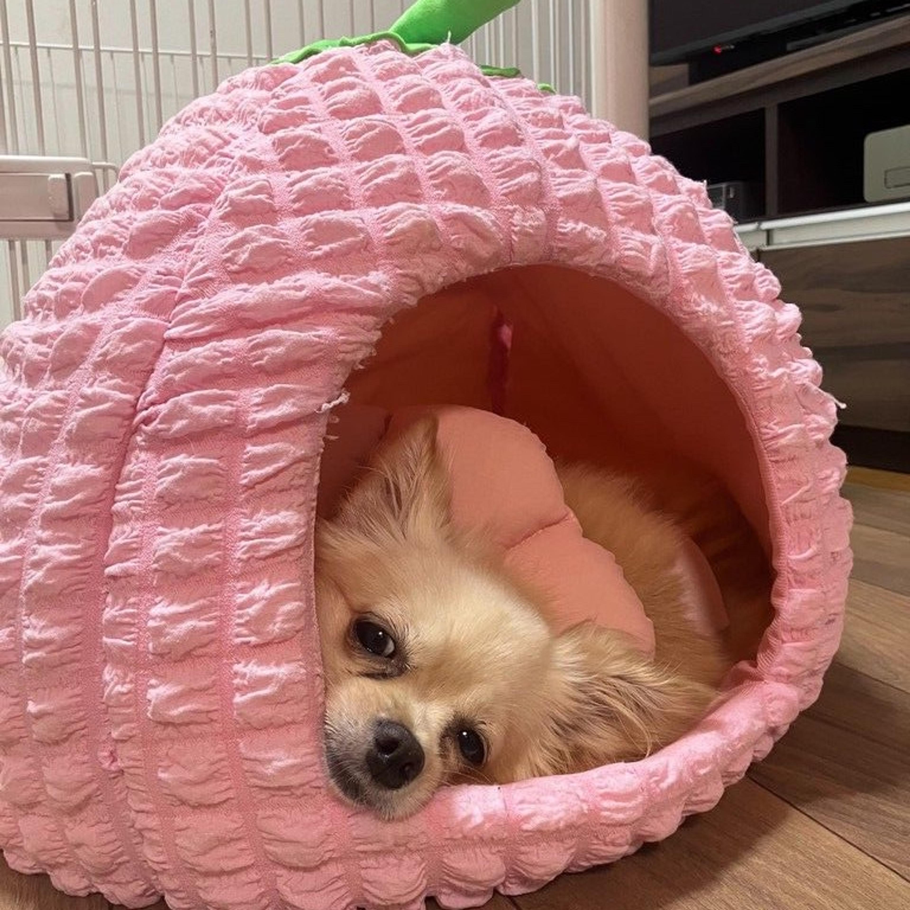 pet-image-9