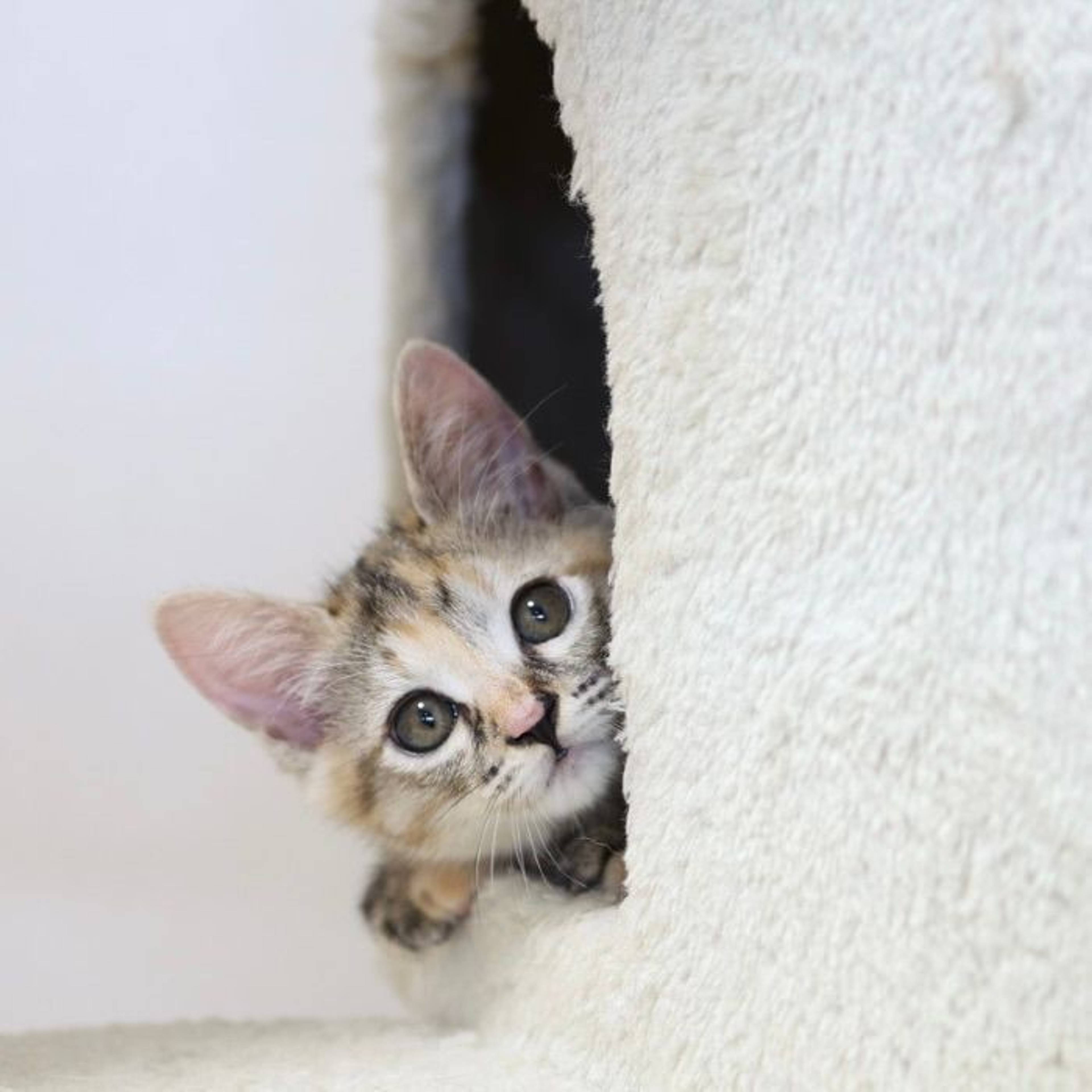 雑種（ミックス猫）・メスの里親募集の写真