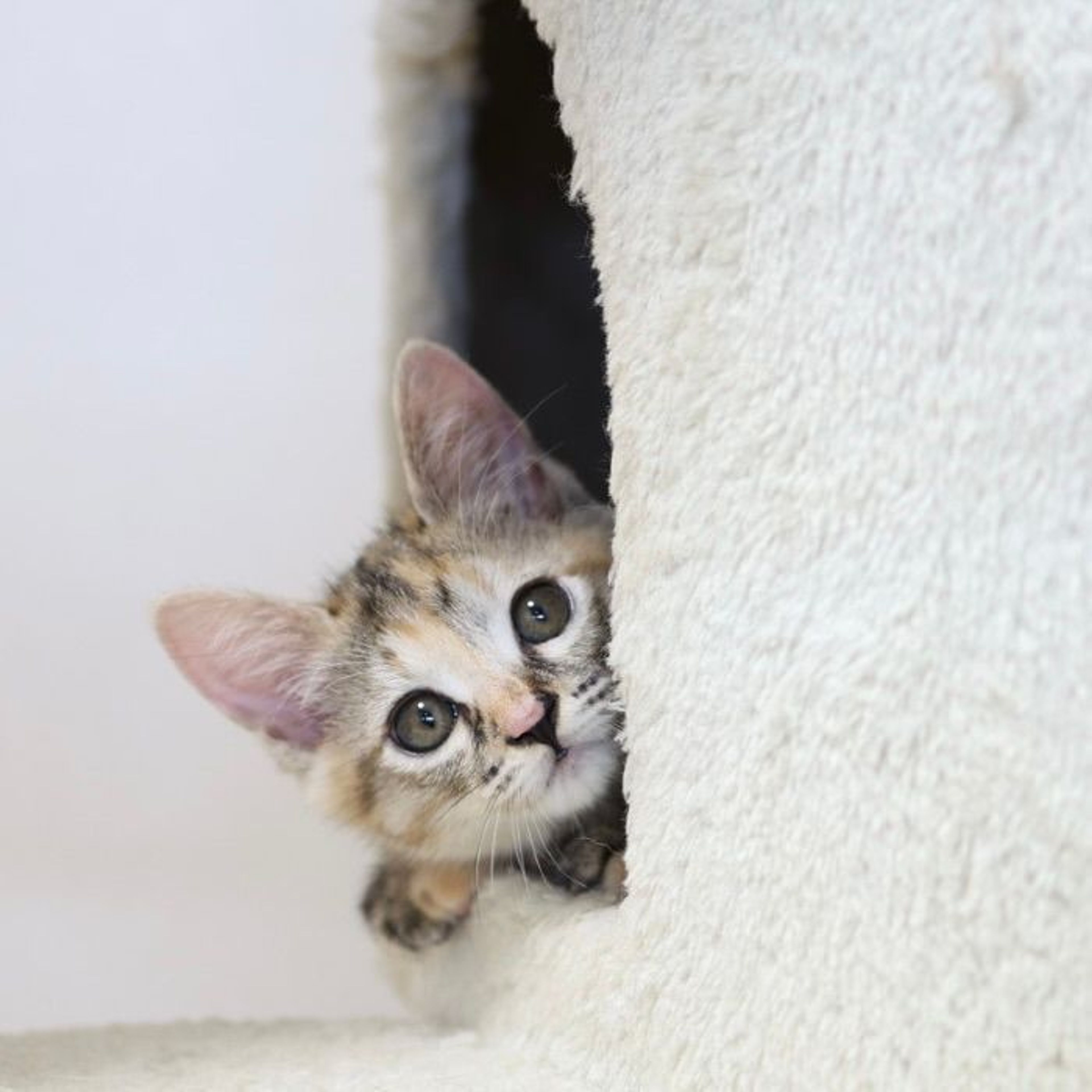 雑種（ミックス猫）・メスの里親募集の写真