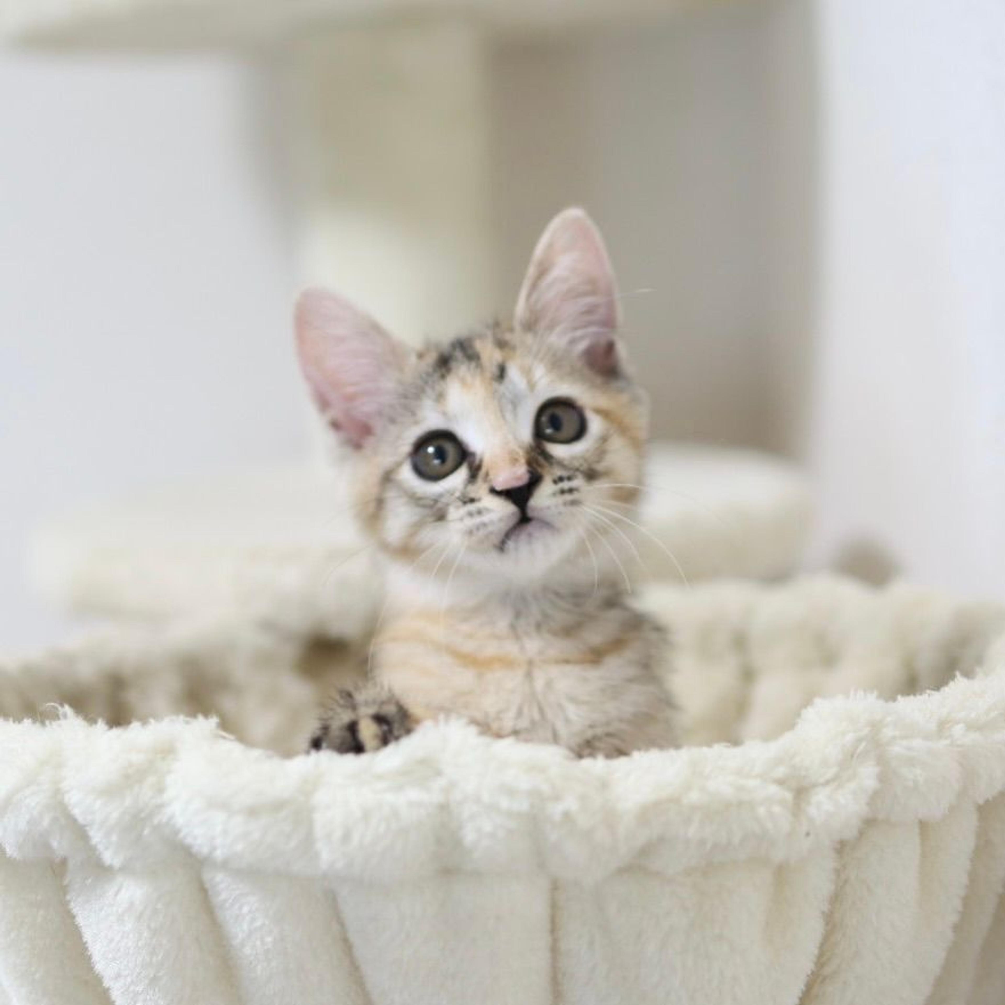 pet-image-4