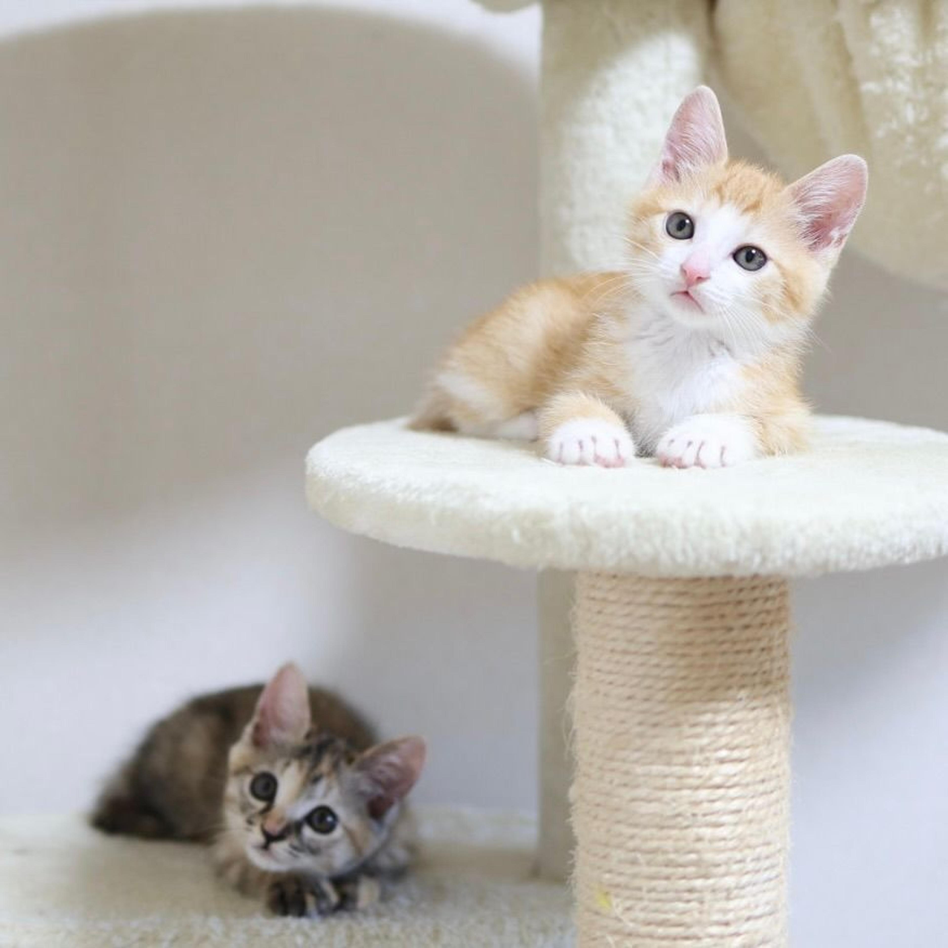 pet-image-5