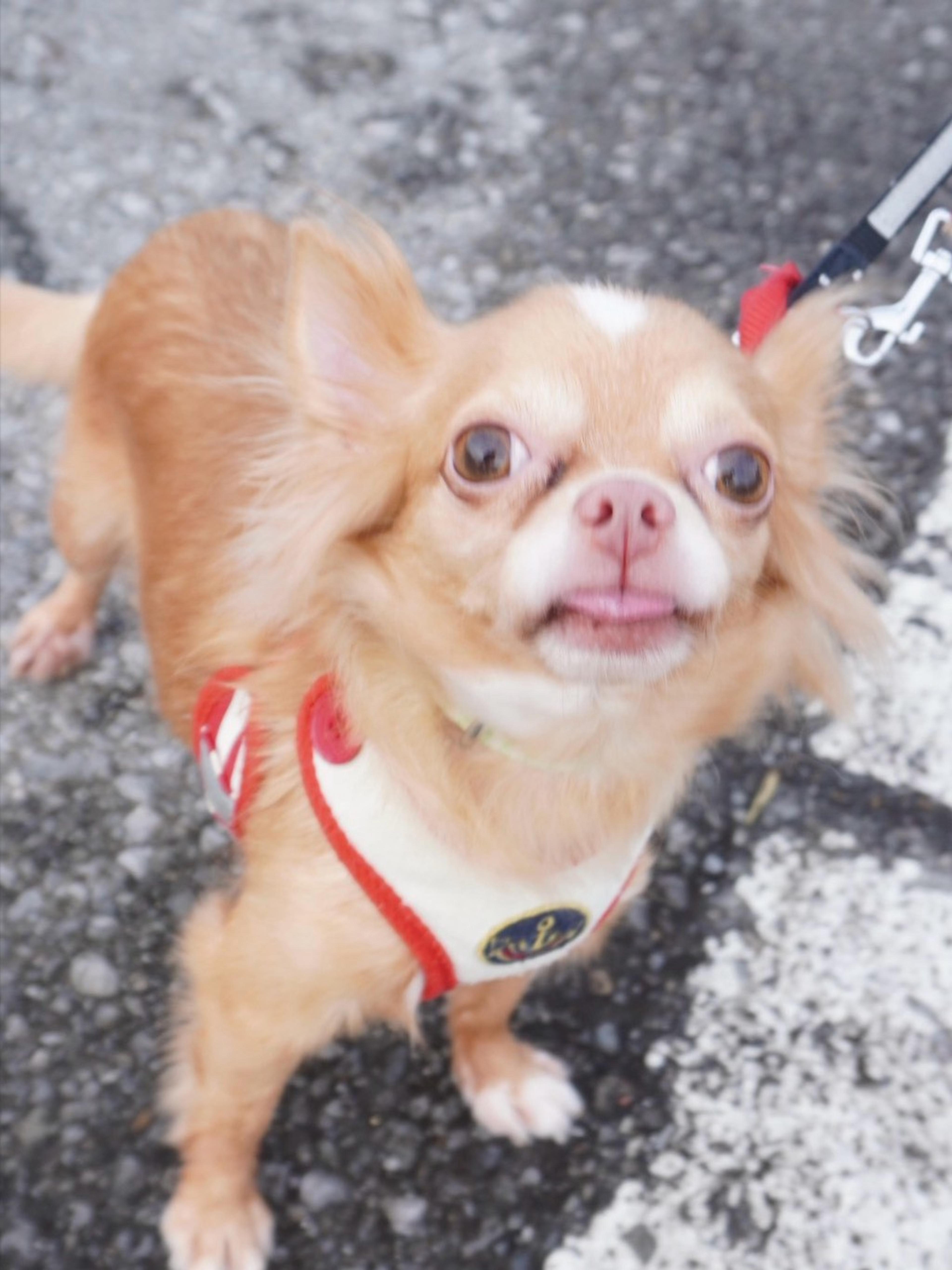 pet-image-2
