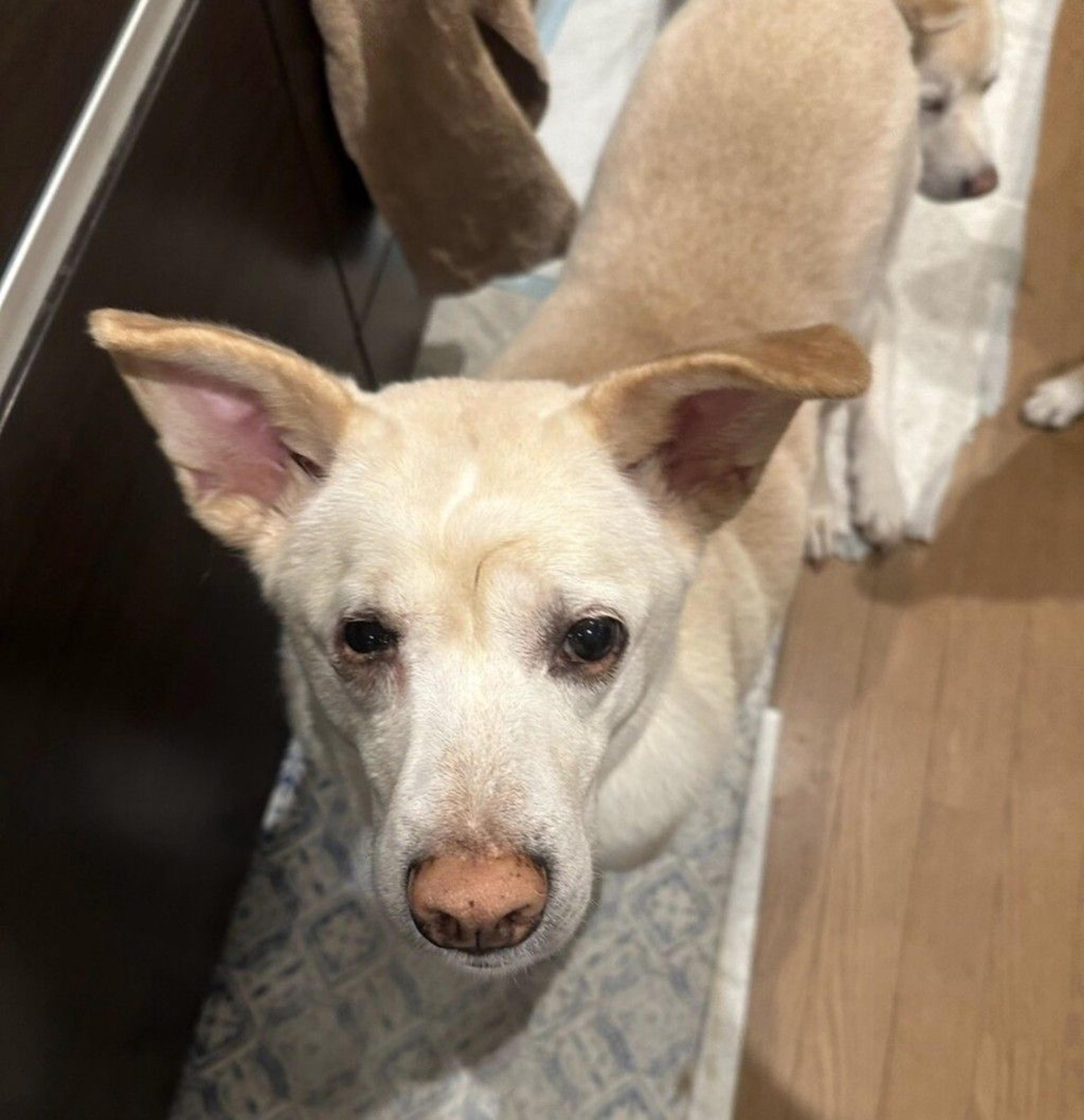pet-image-2
