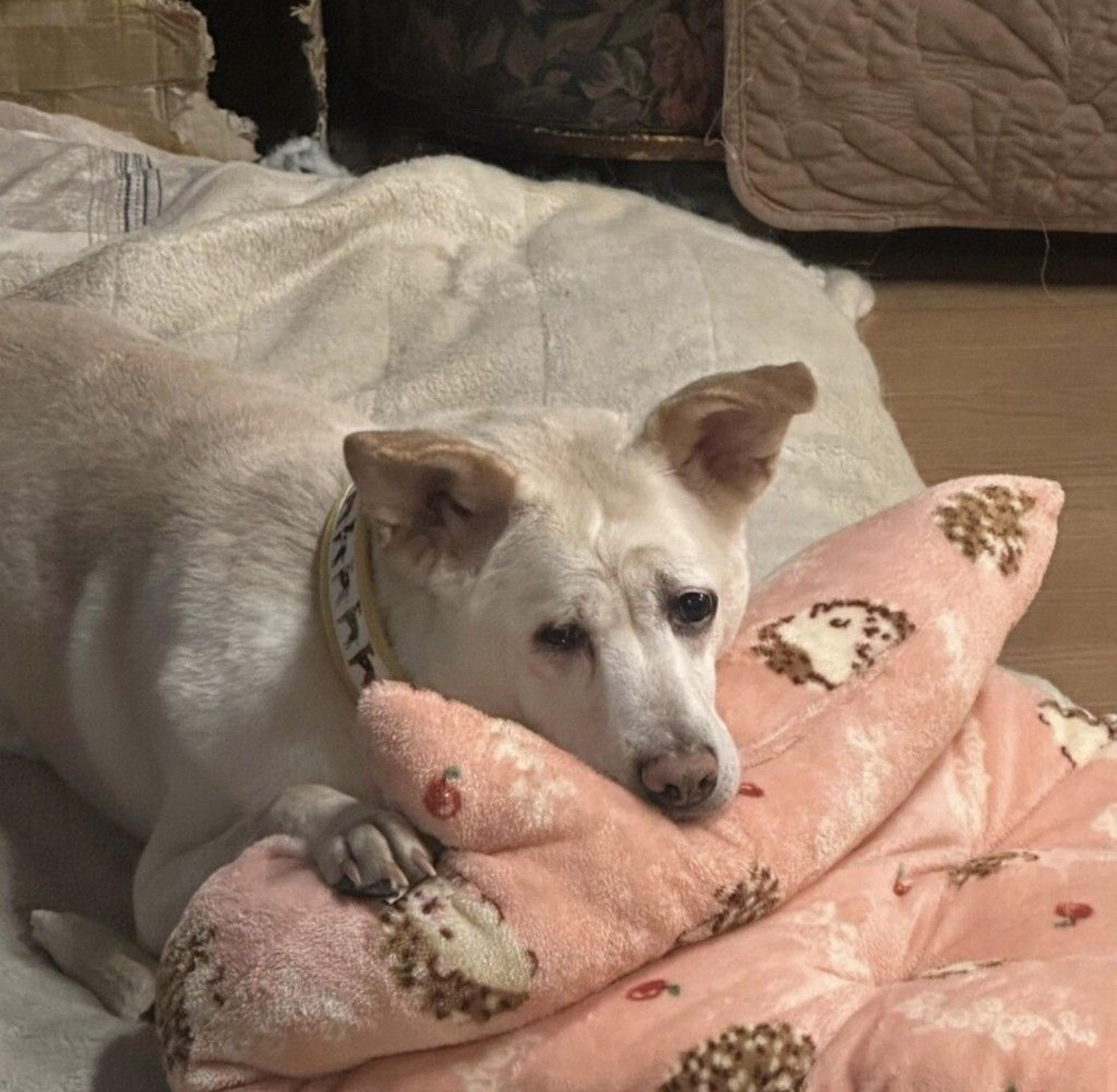 pet-image-3