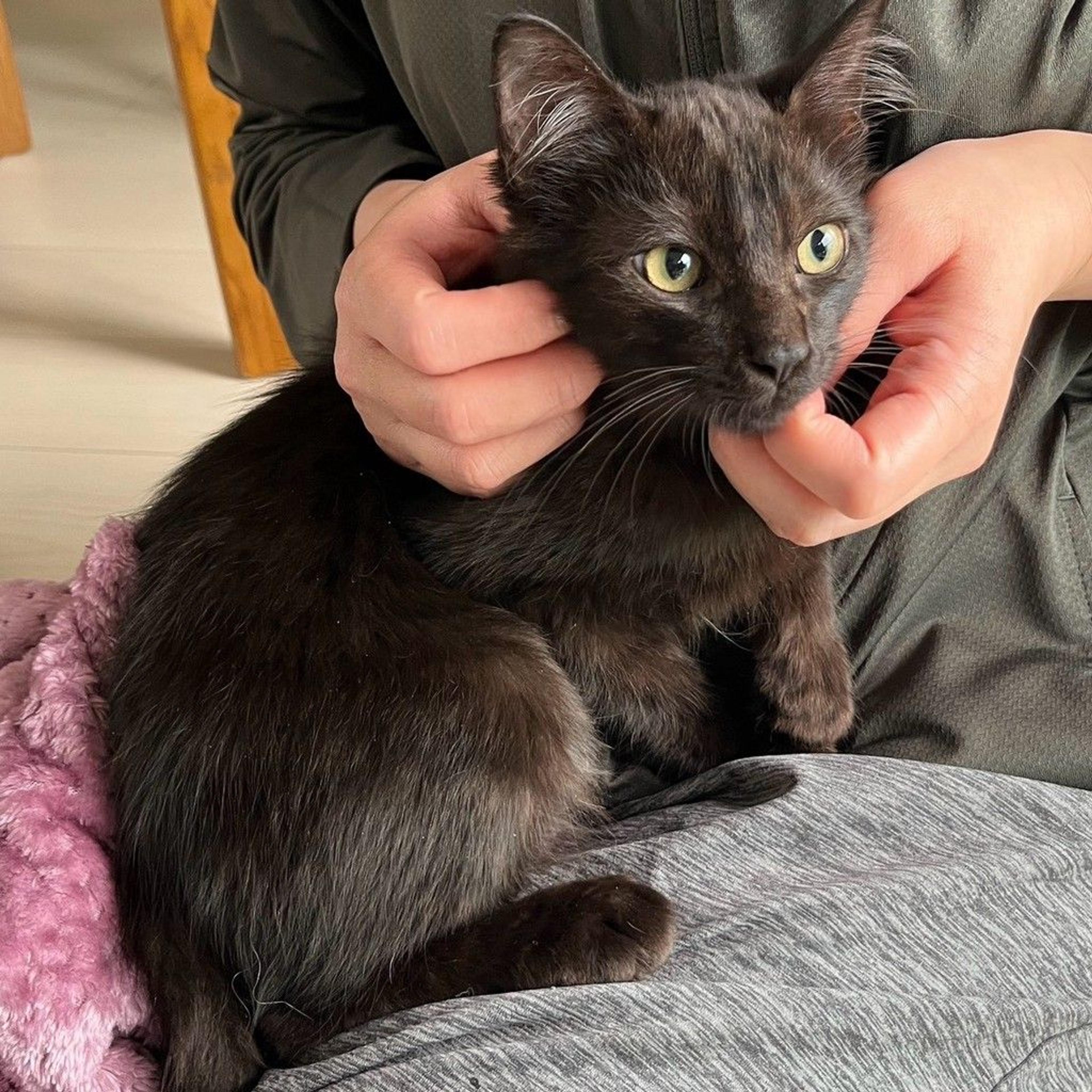 pet-image-2