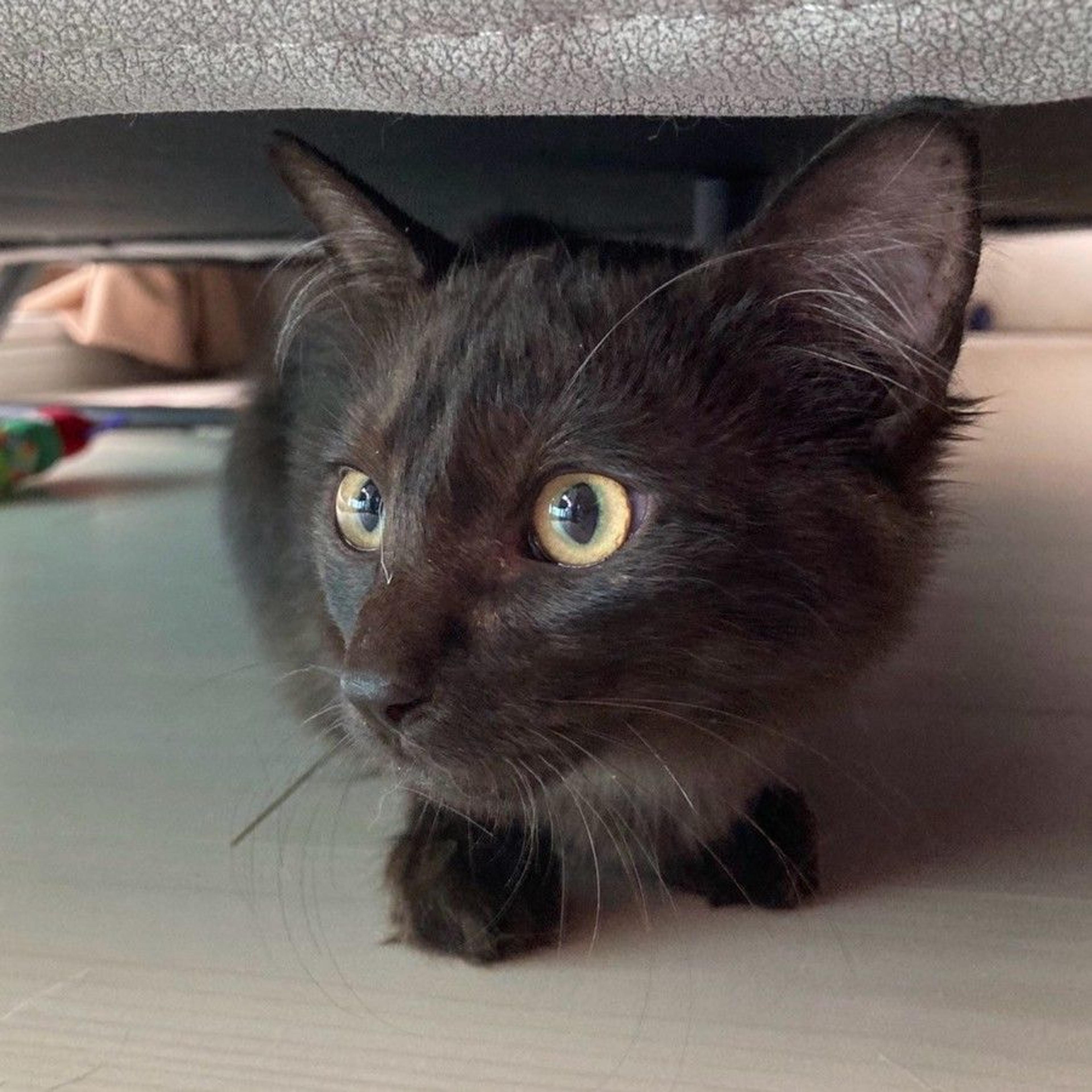 pet-image-3