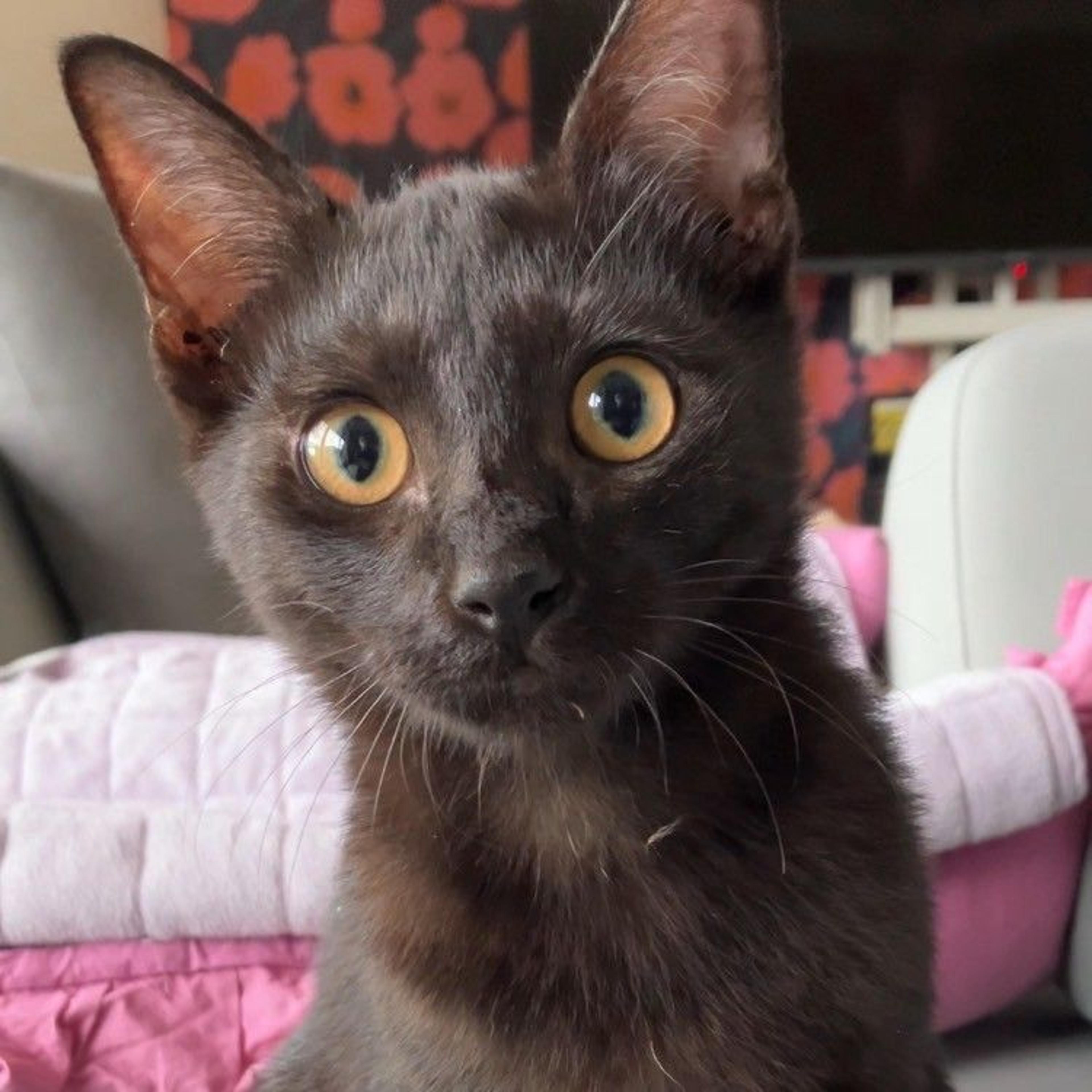 pet-image-4