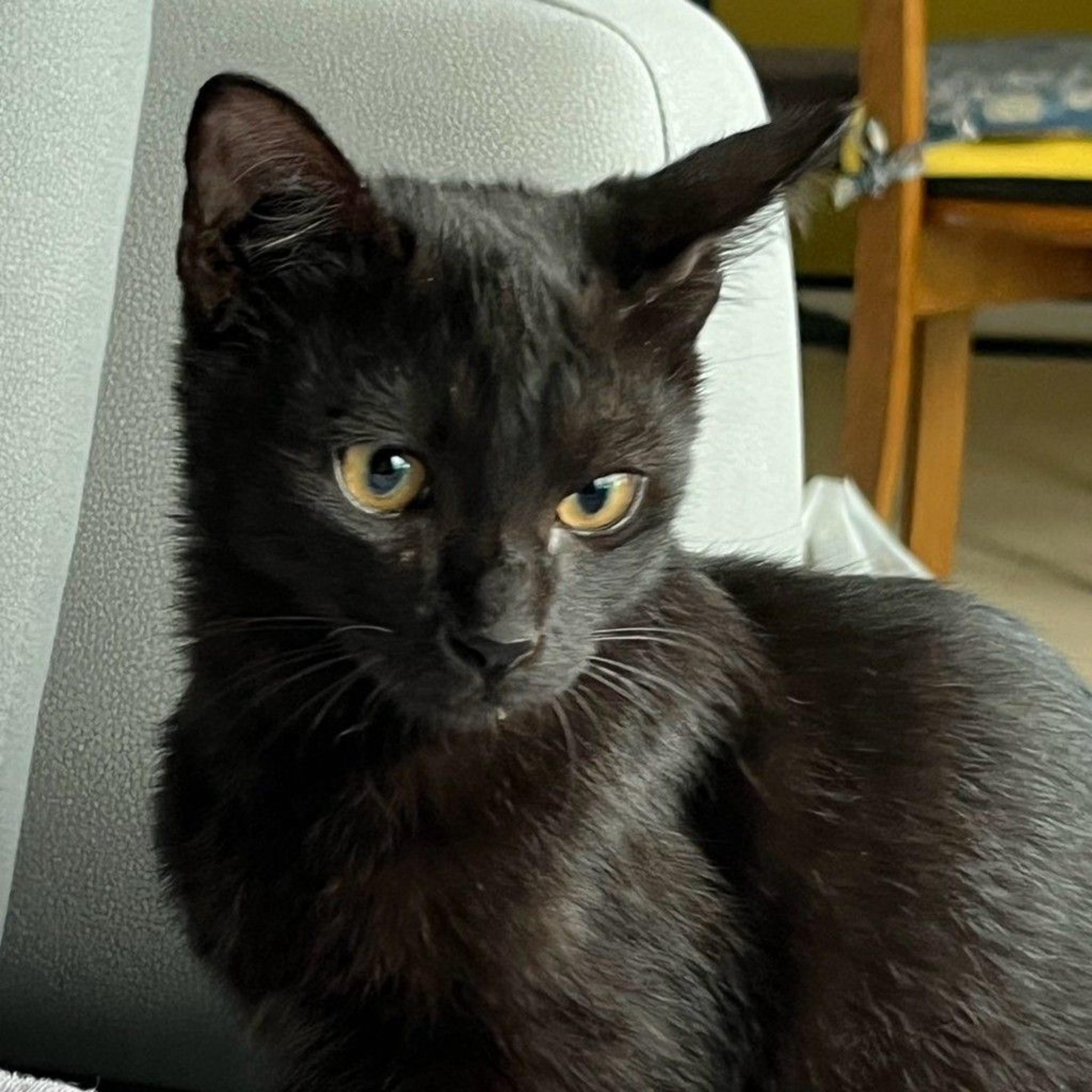 pet-image-5