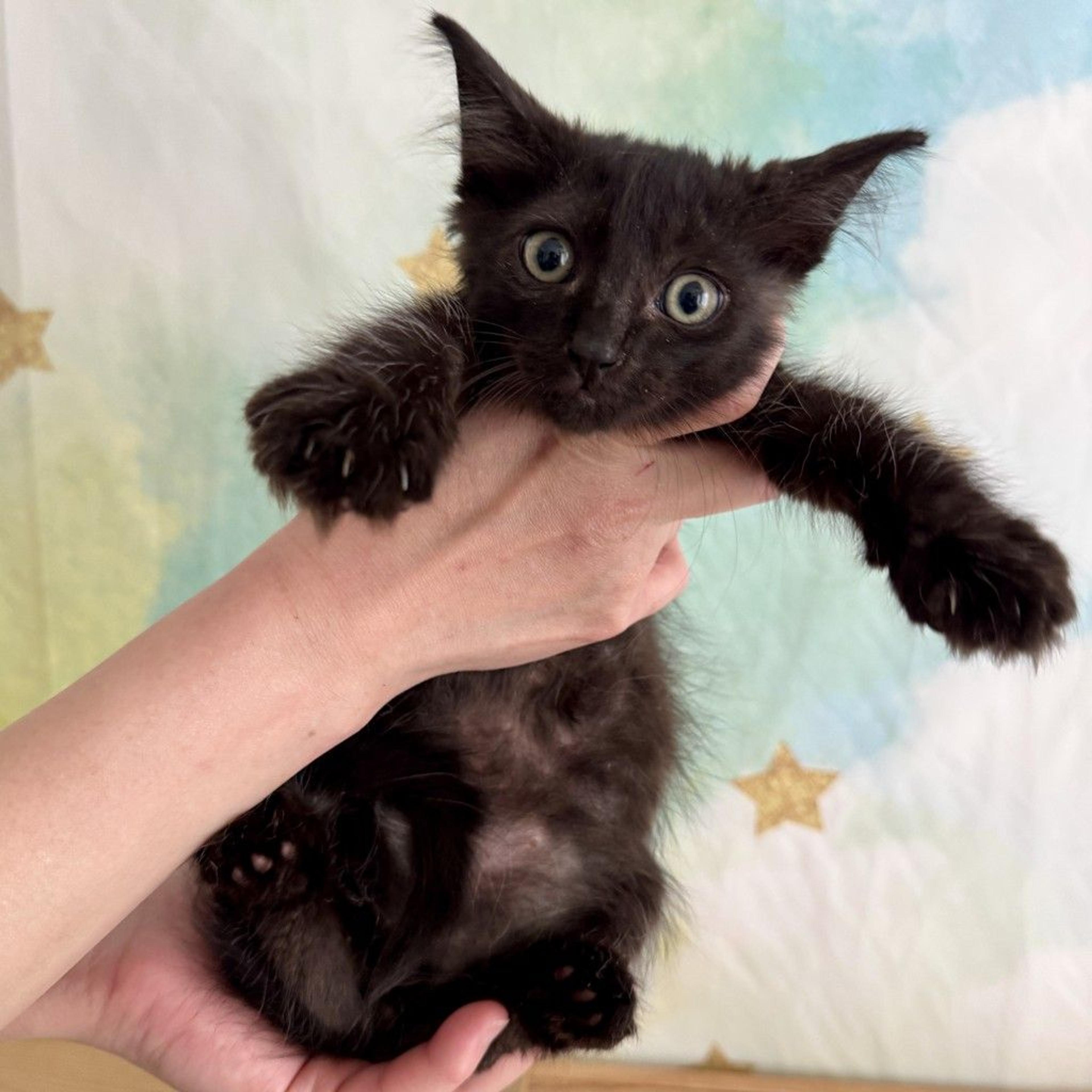 pet-image-7